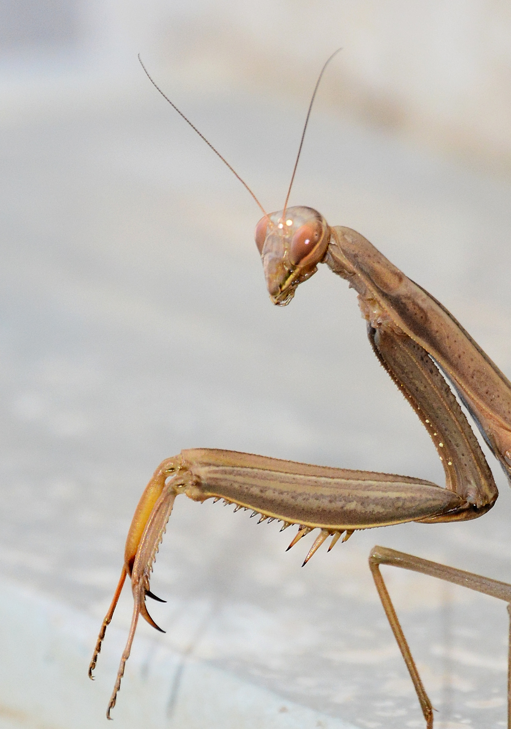Praying mantis...