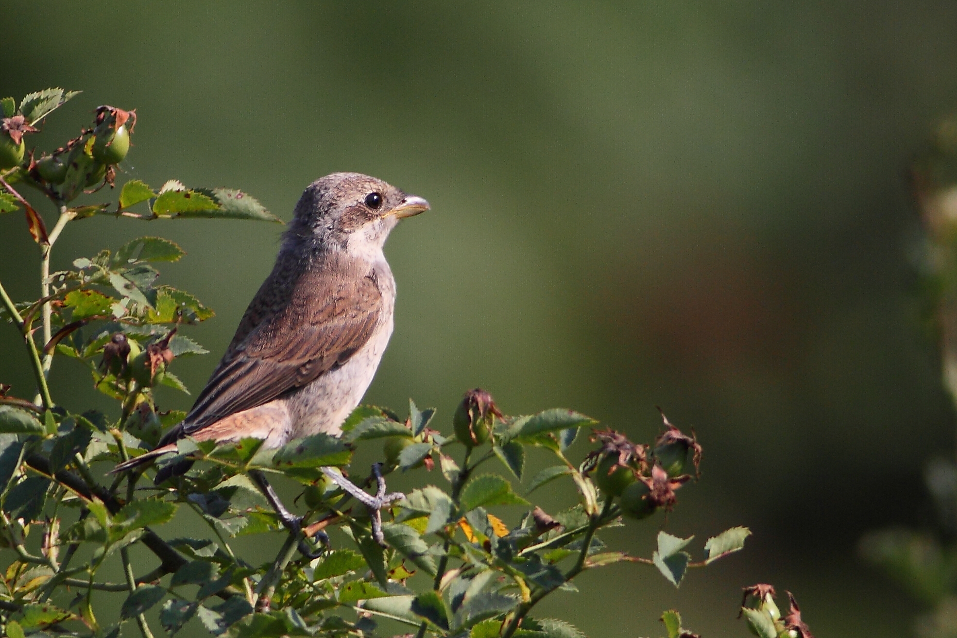 Shrike (juv.)...