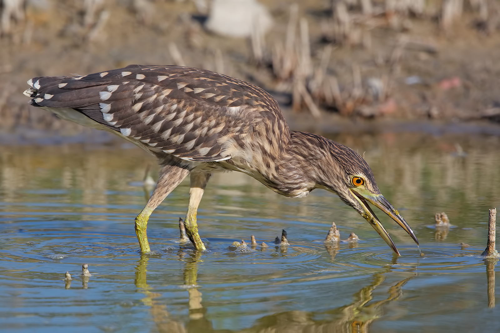 Night Heron juv...