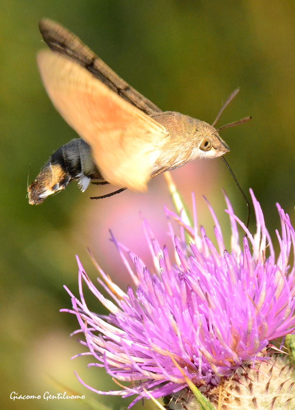 hummingbird hawk-moth 2...