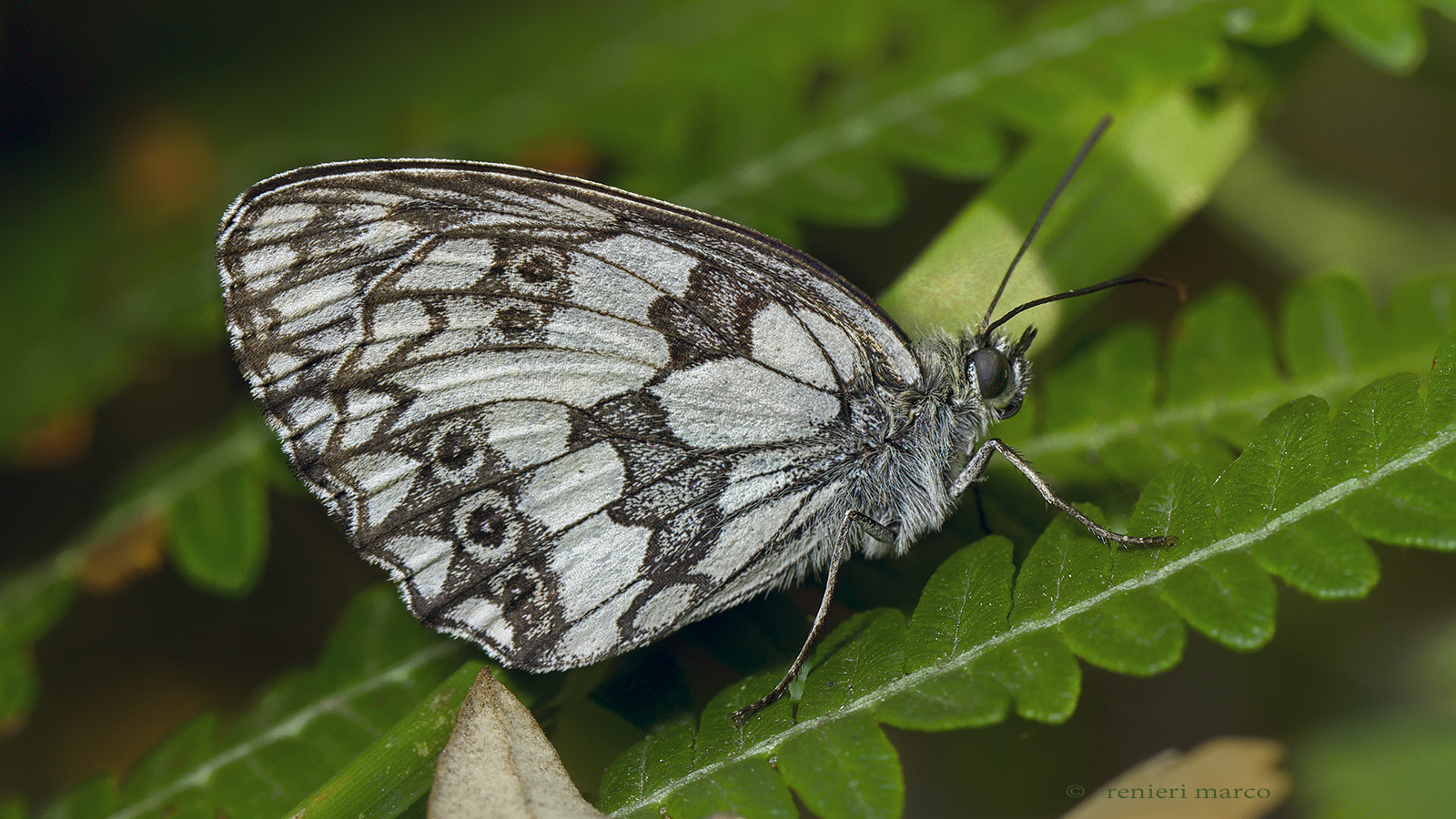 Melanargia galathea...