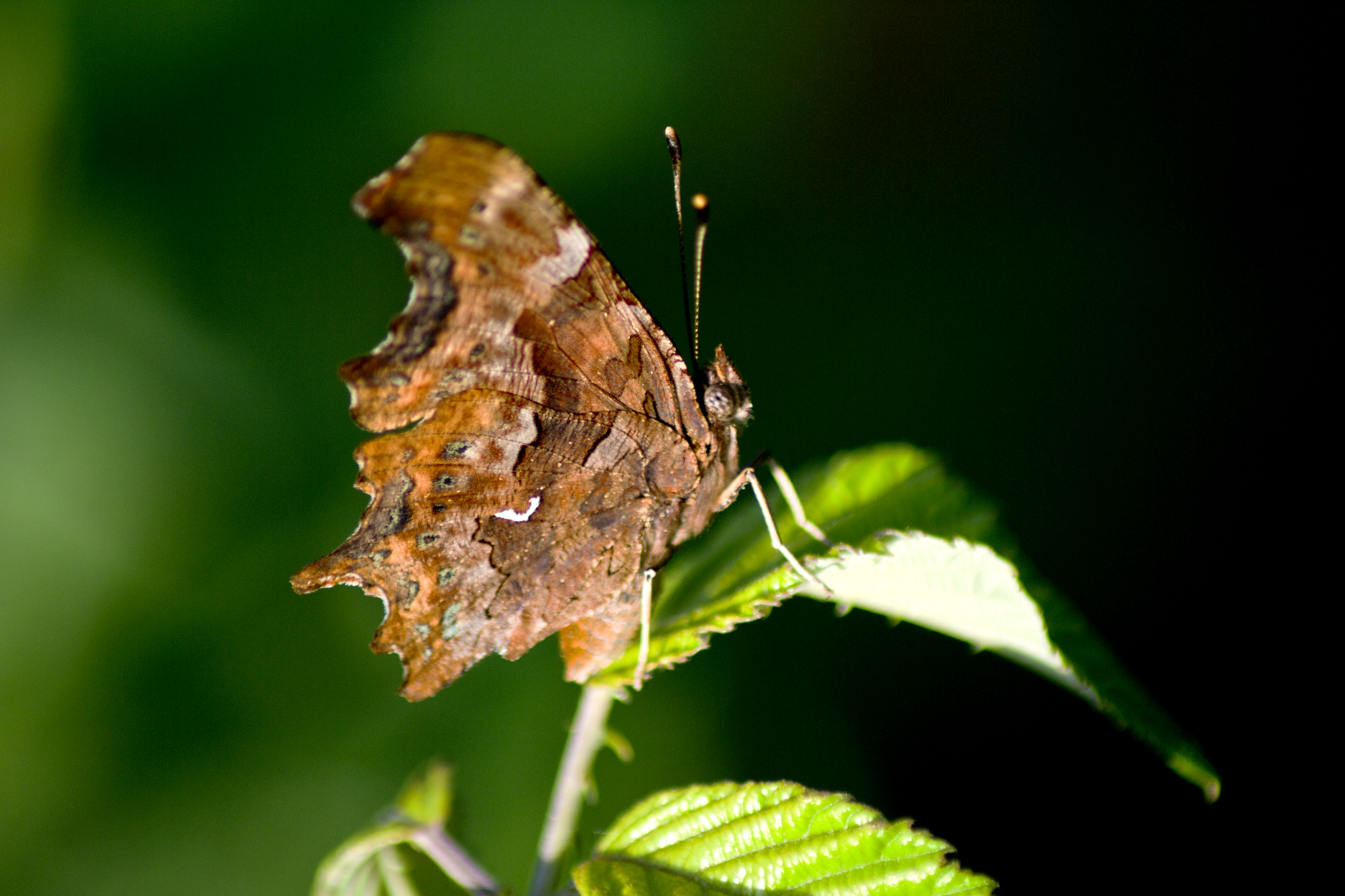 Butterfly "wood"...