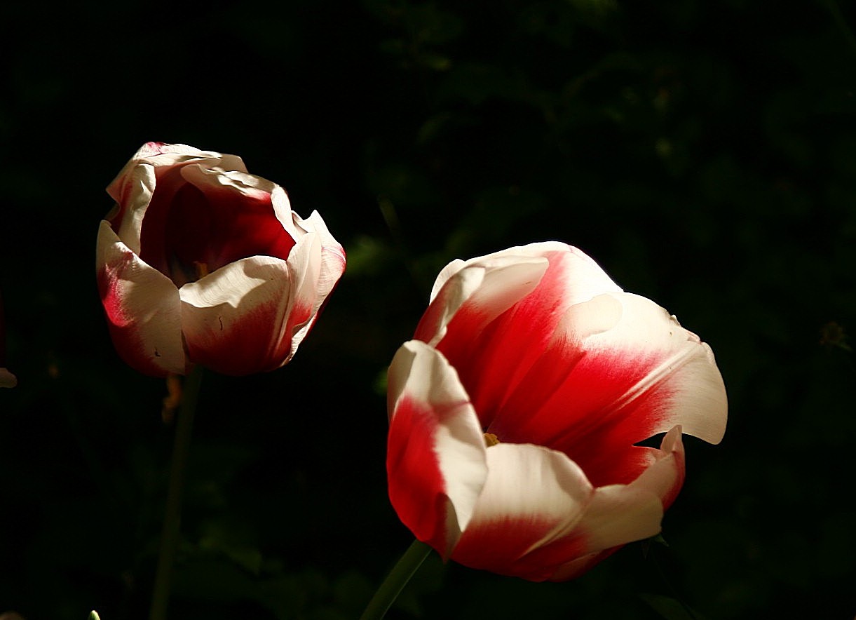 Tulipani,che passione!...