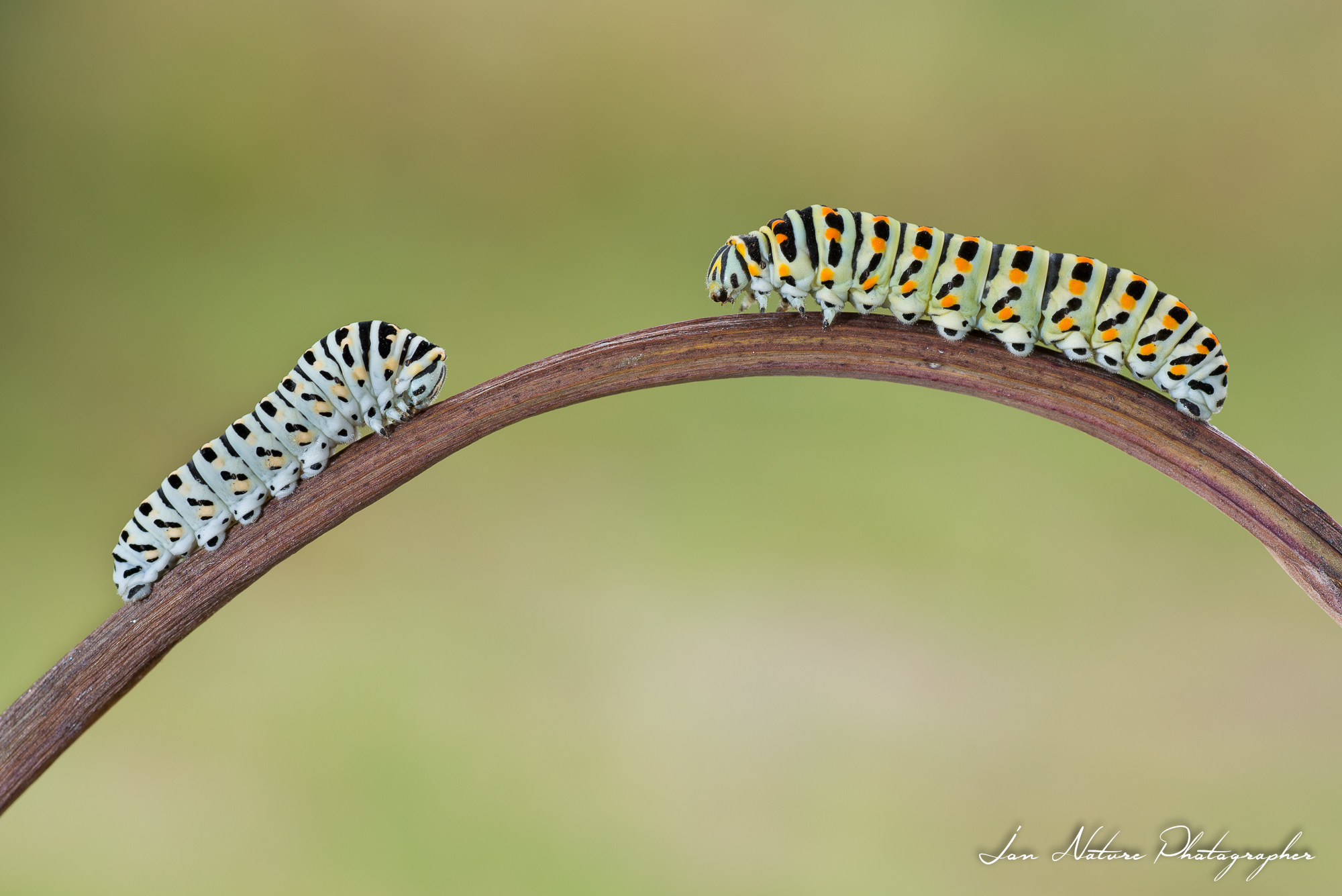 Caterpillars of swallowtail...