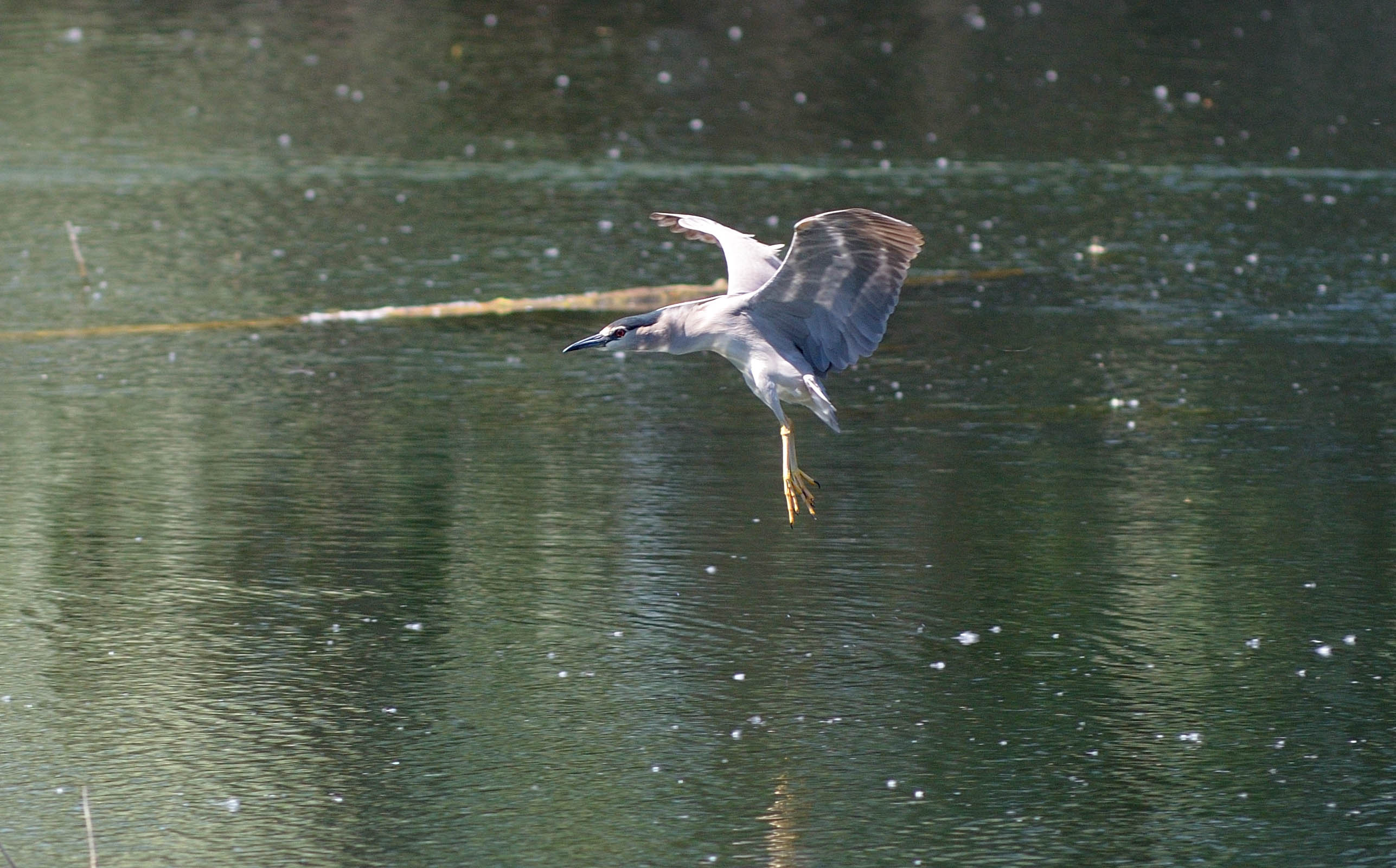 Night Heron...