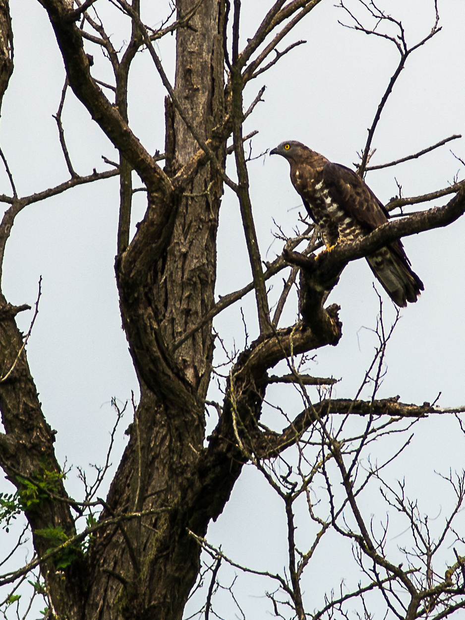 Buzzard...