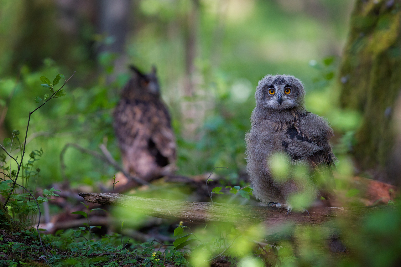 Eurasian Eagle-Owl...