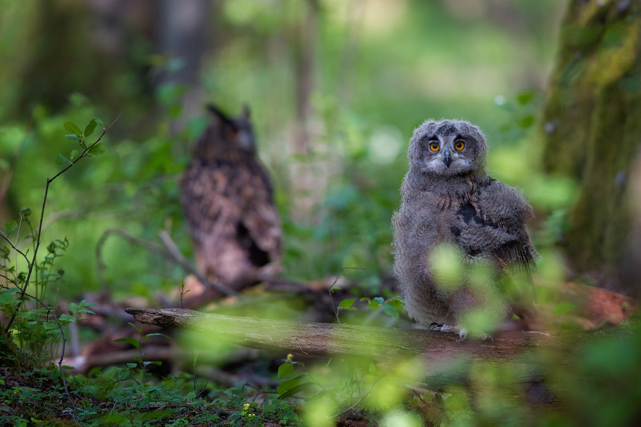 Eurasian Eagle-Owl...