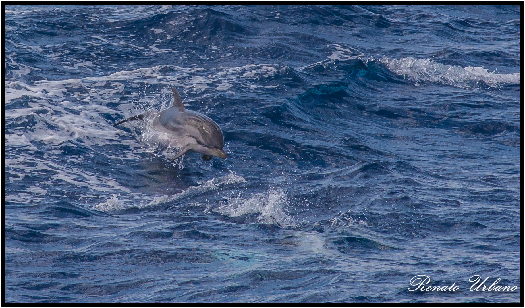 Striped dolphin - Dolphin 1...