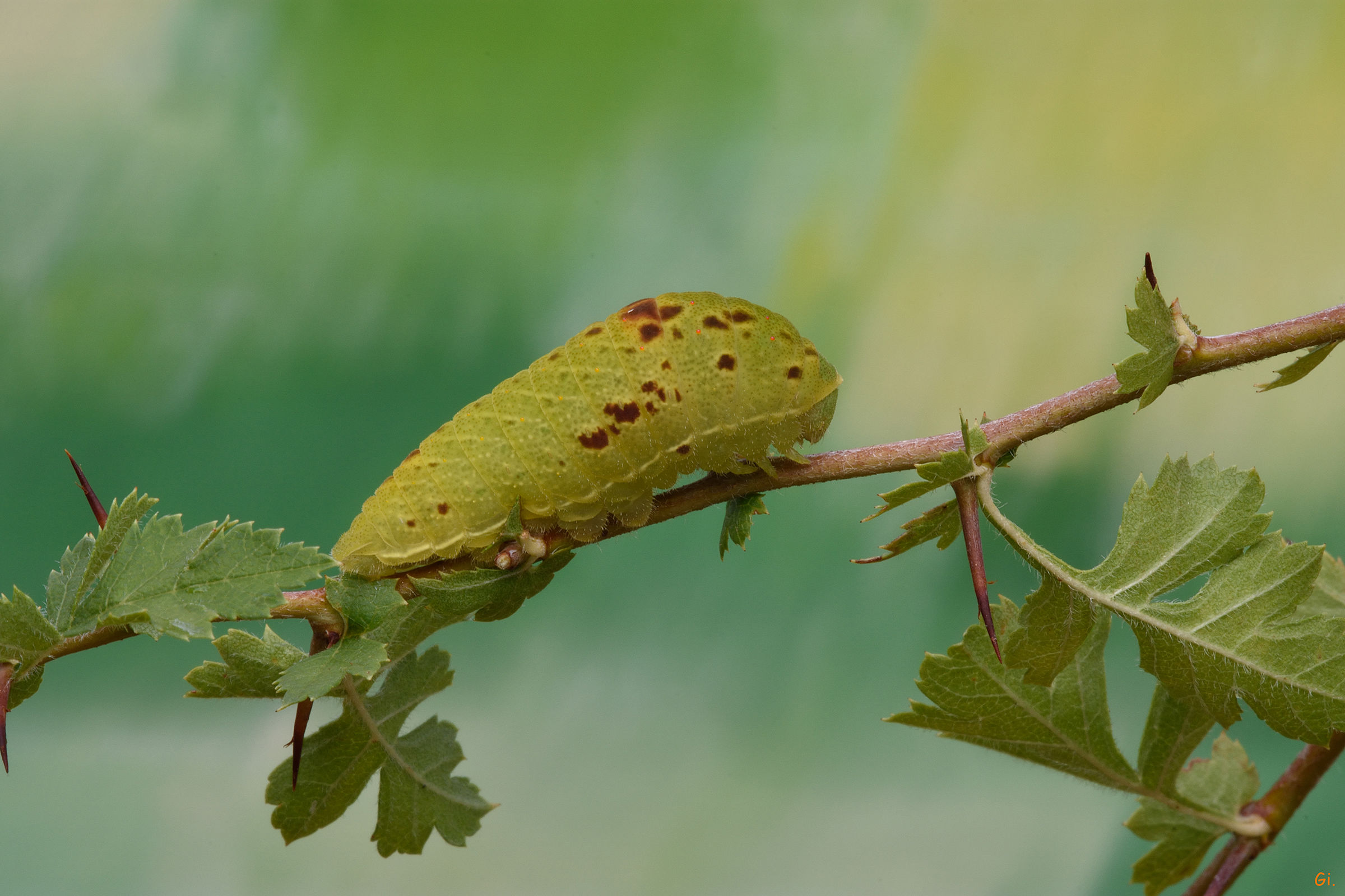 Caterpillar (Scarce Podalirius)...
