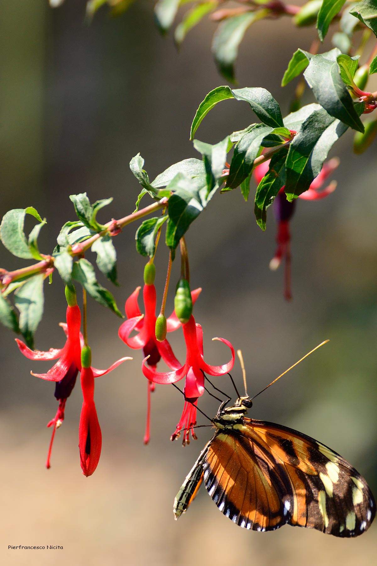 Butterfly...