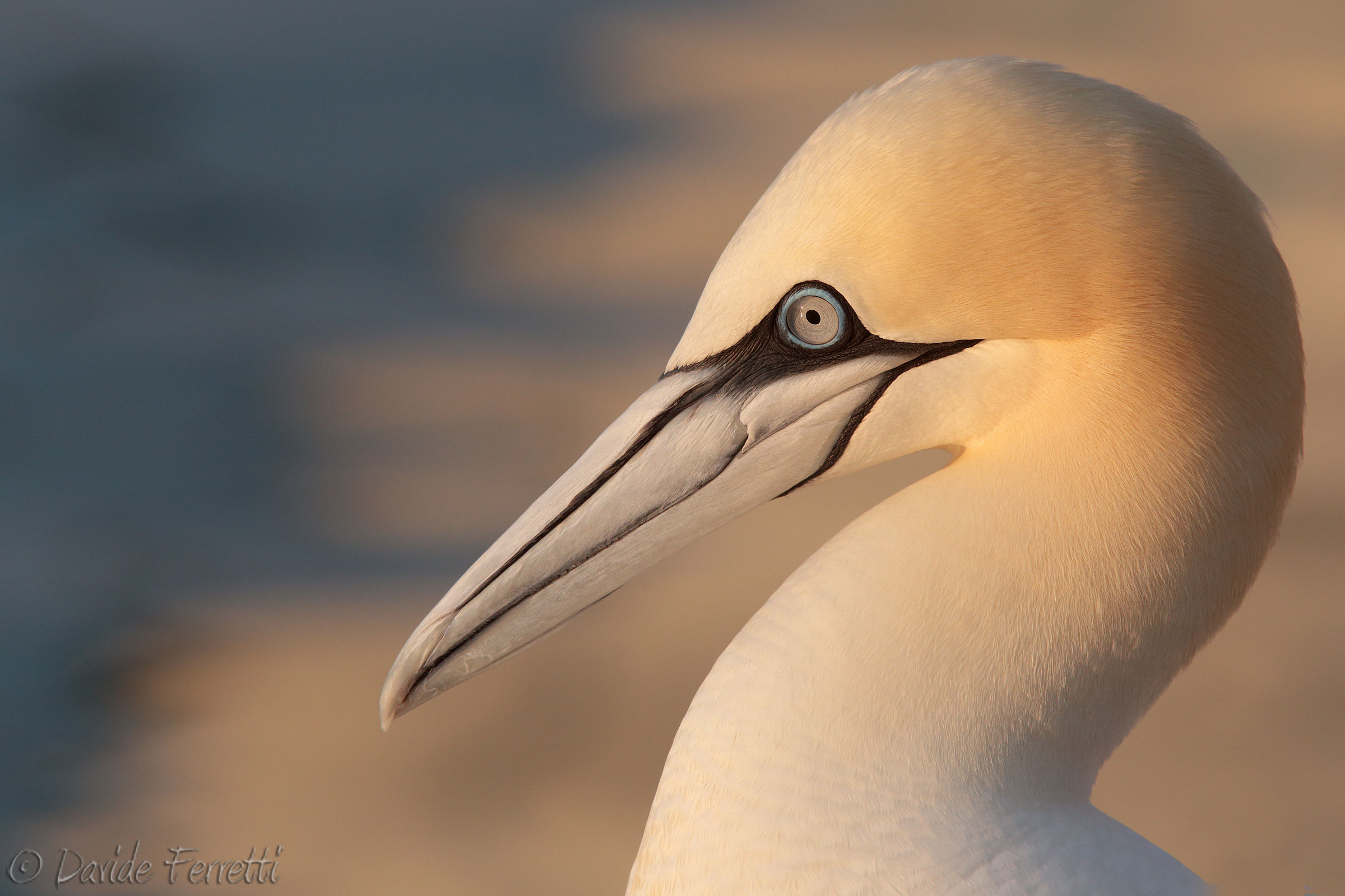 Sula (Northern gannet)...