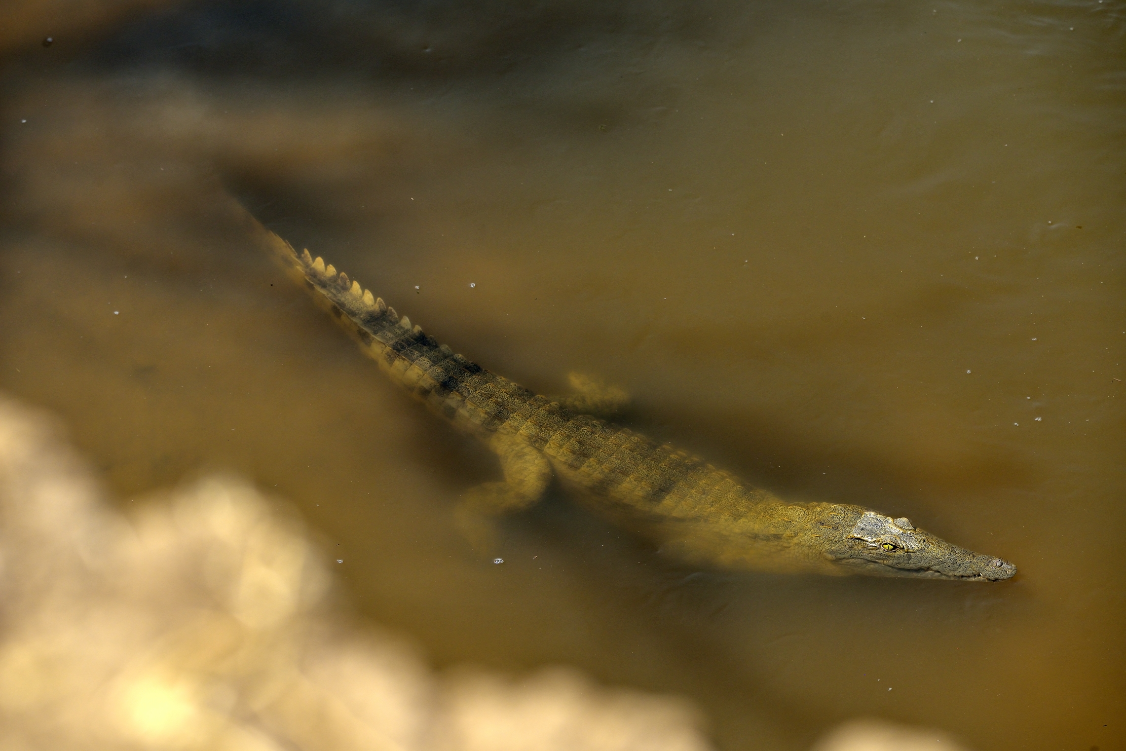 Zambia 2015 - The Luangwa River...