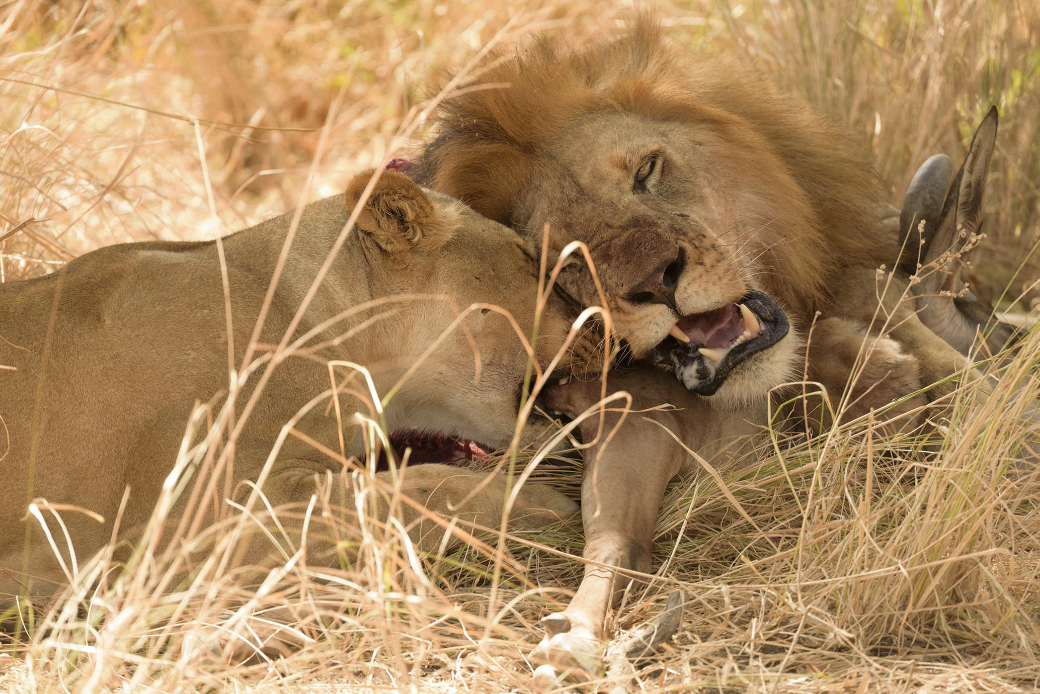 lion vs wildebeest...