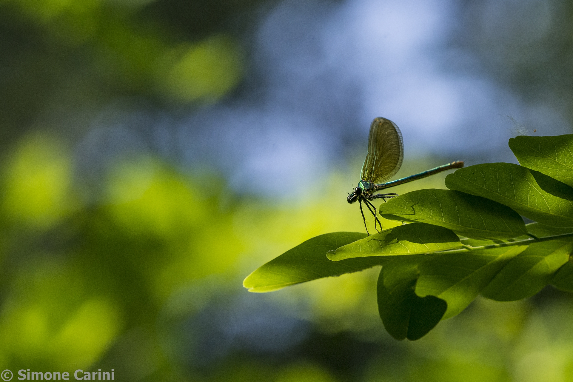 Dragonflies 2...