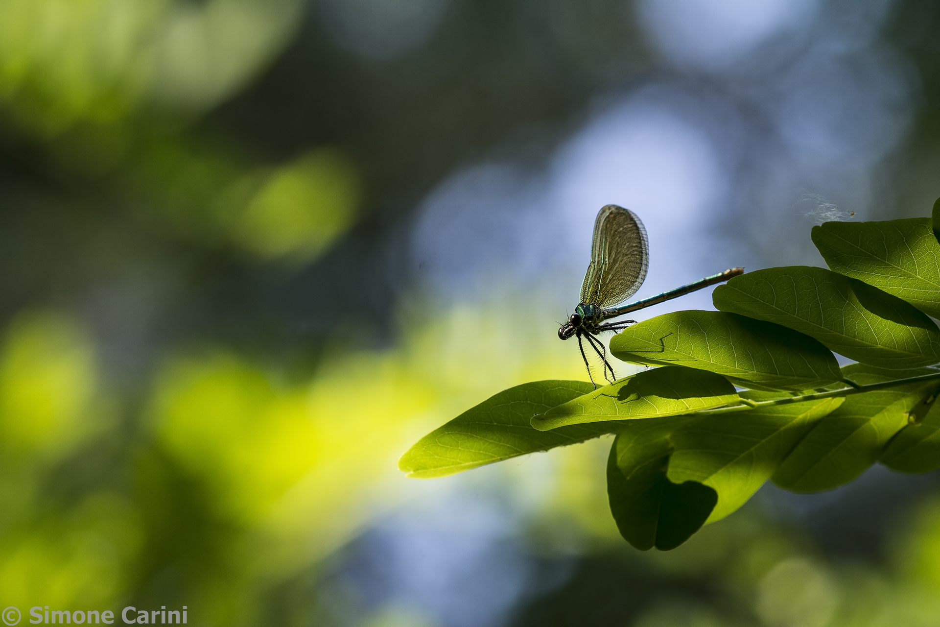 Dragonflies 3...