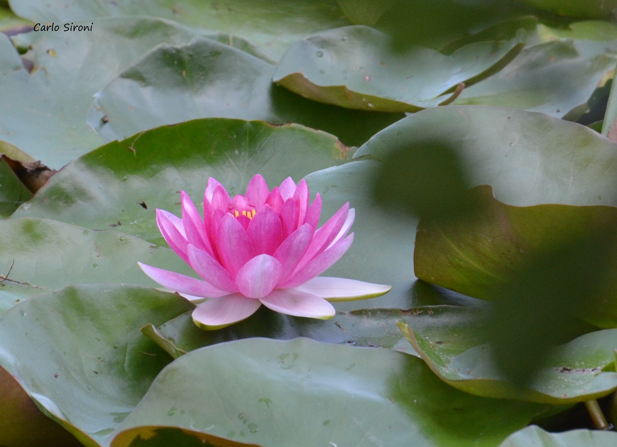 Waterlily...