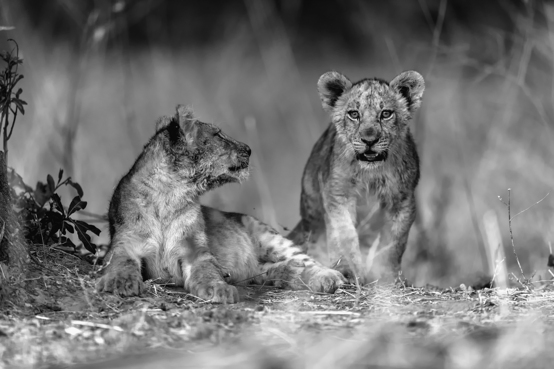 Zambia 2015 - B & W...