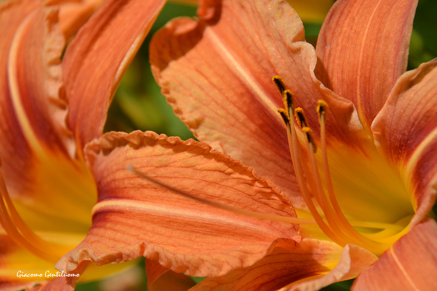 orange lily...