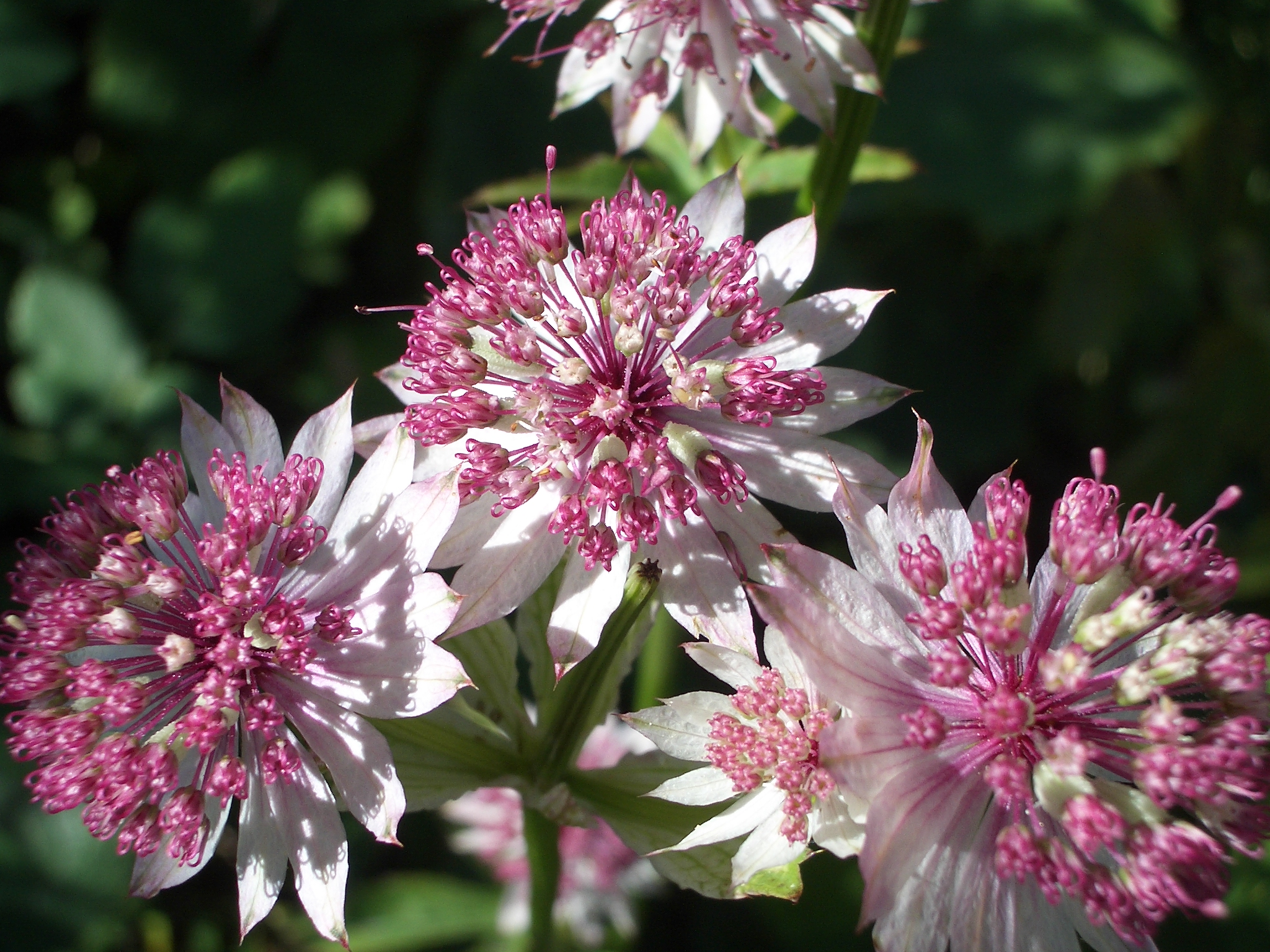 Astrantia major (Umbelliferae)...