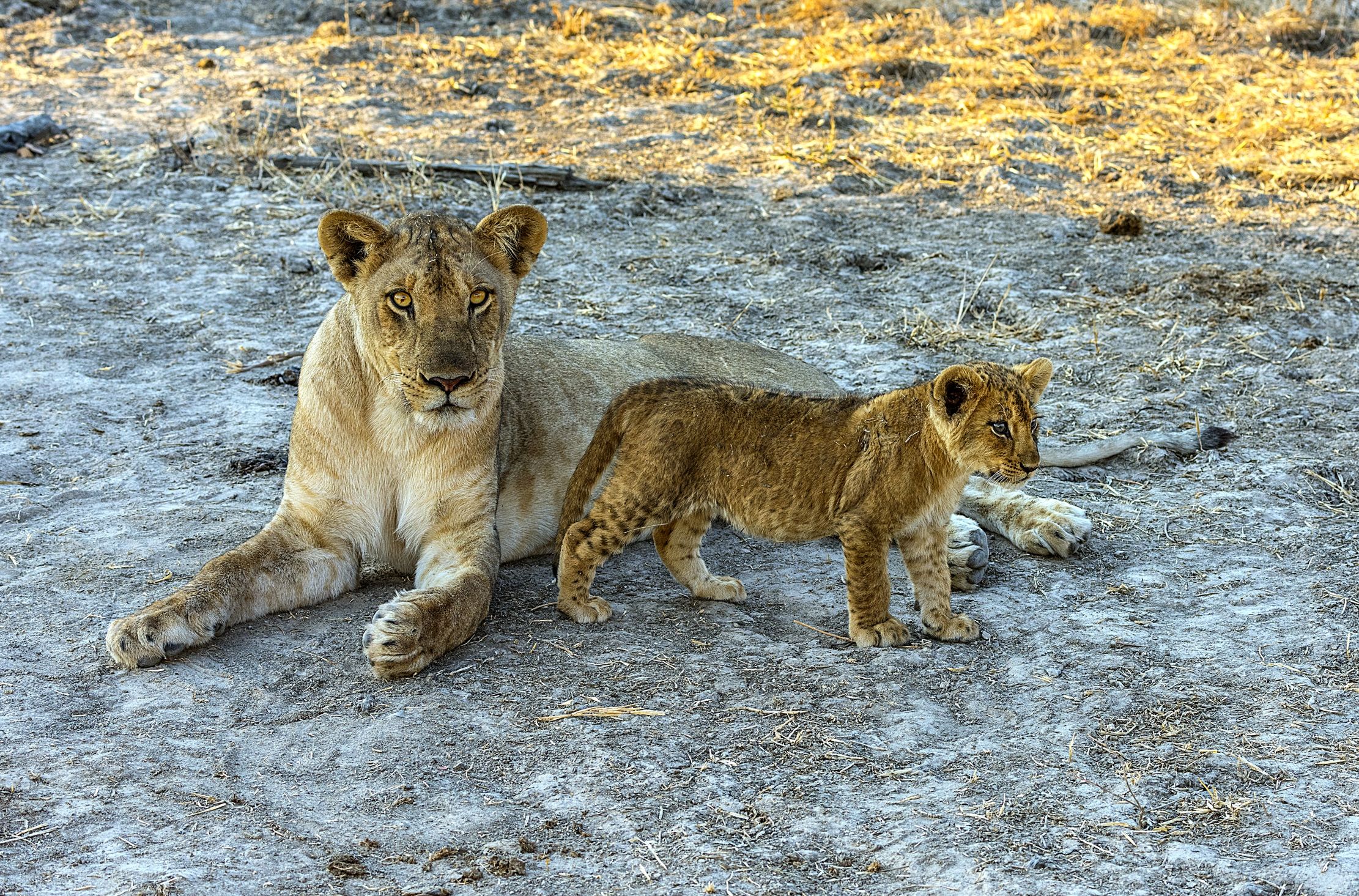 Zambia 2015 - Them...