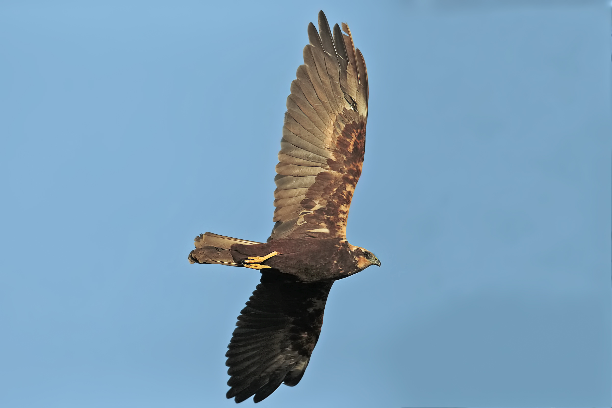 Marsh harrier...