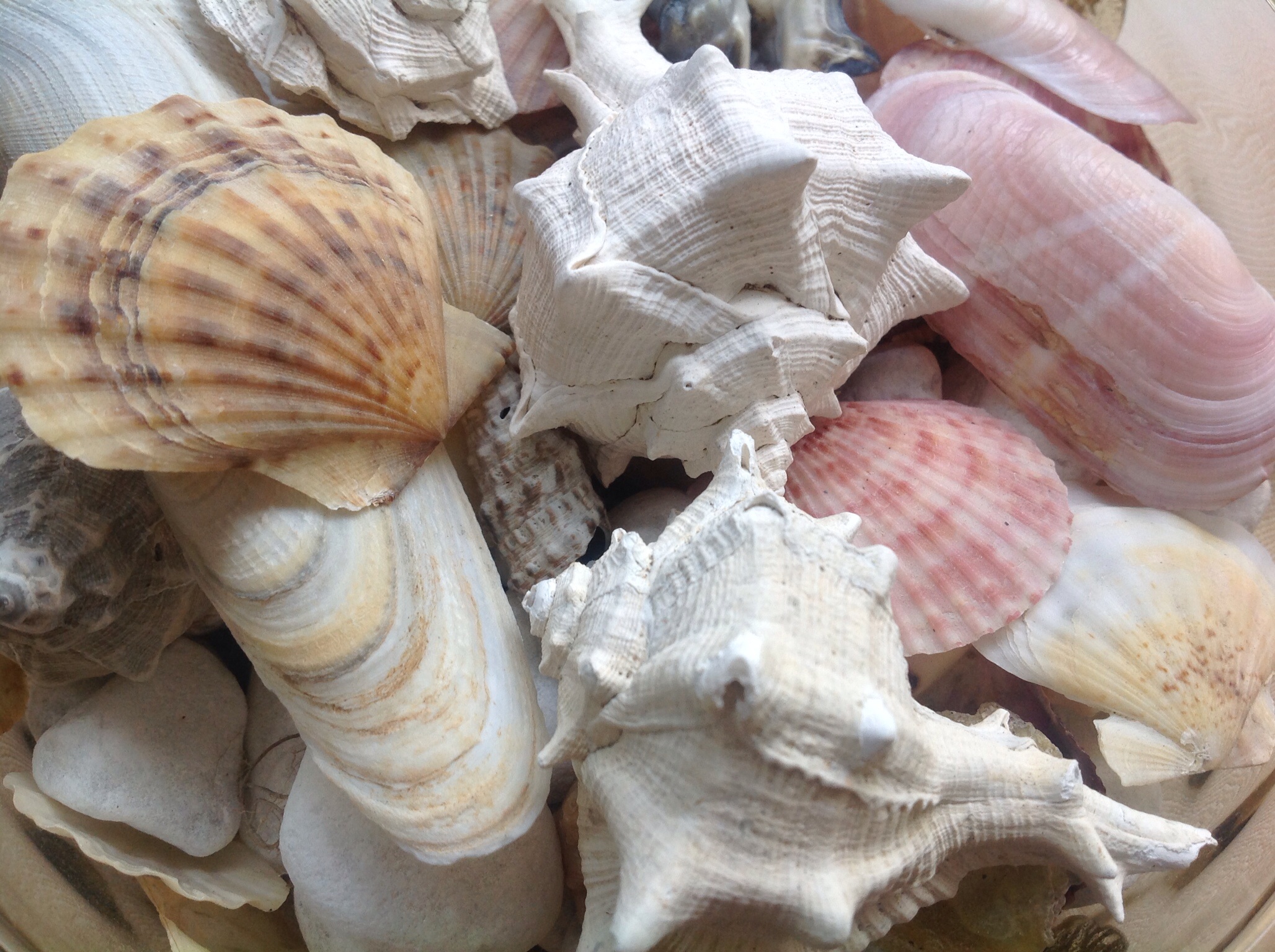 Composition shells...