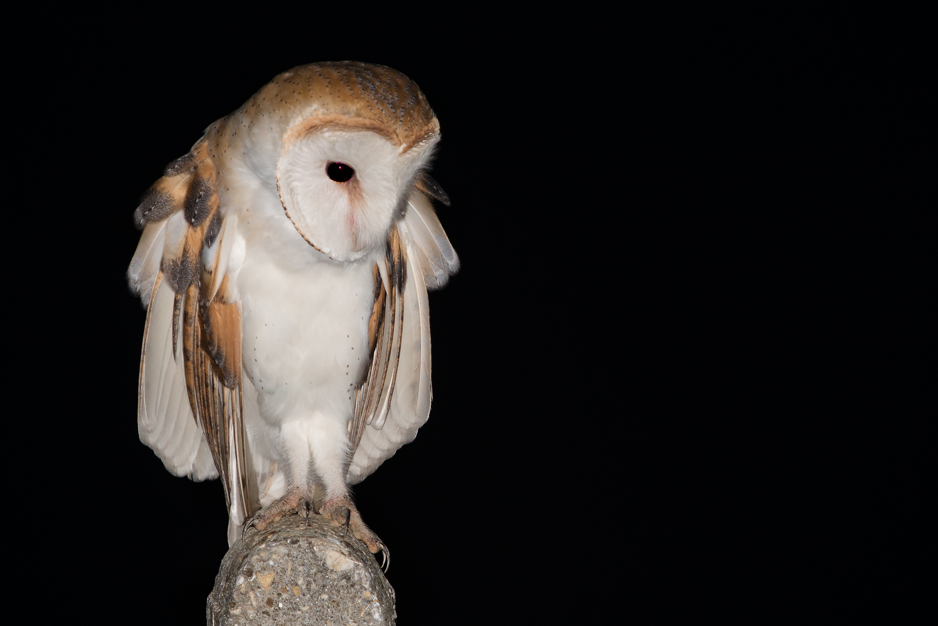 Barn owl (Tyto alba)...