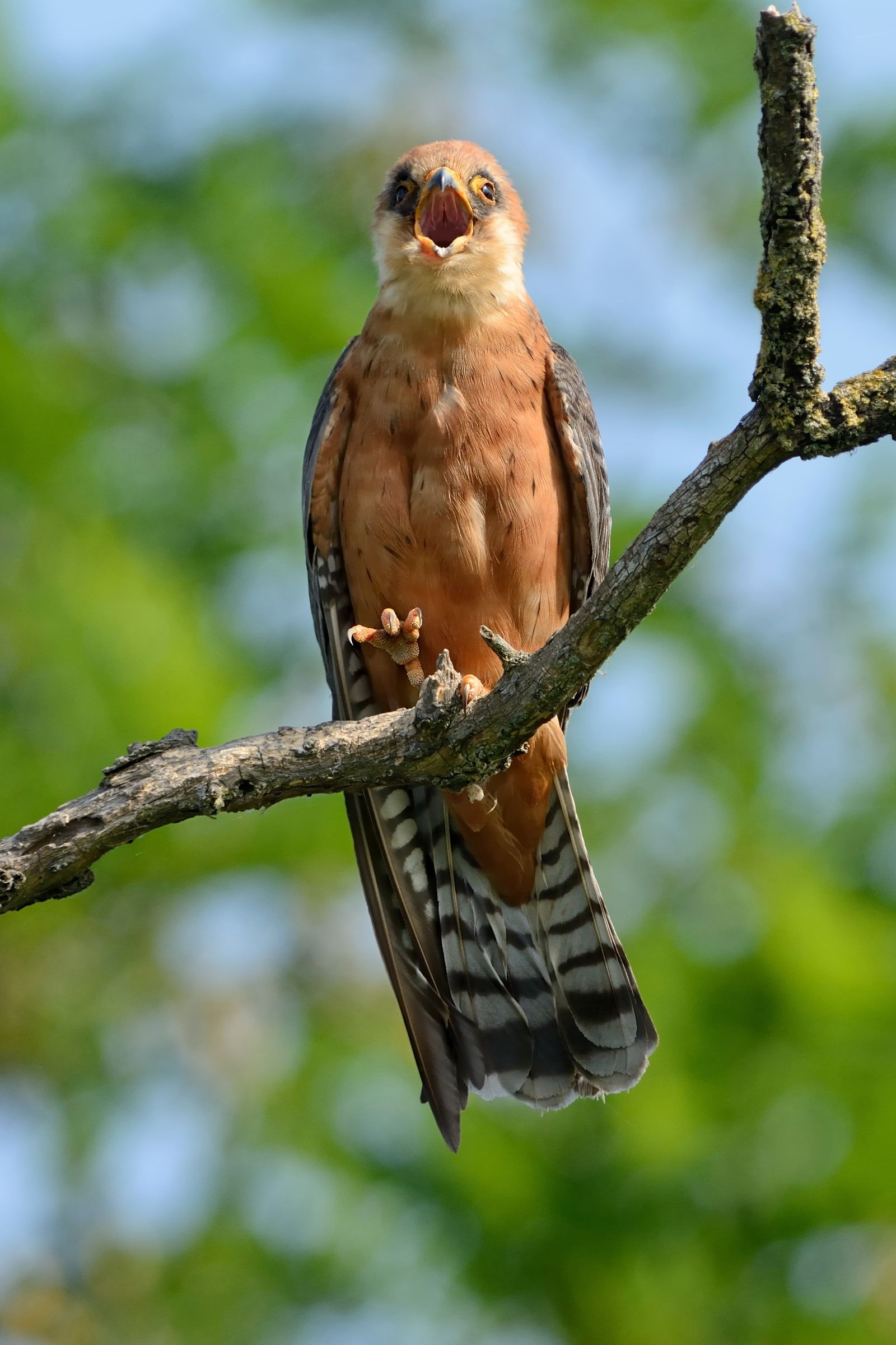 I'm in charge here !!! (red-footed falcon)....