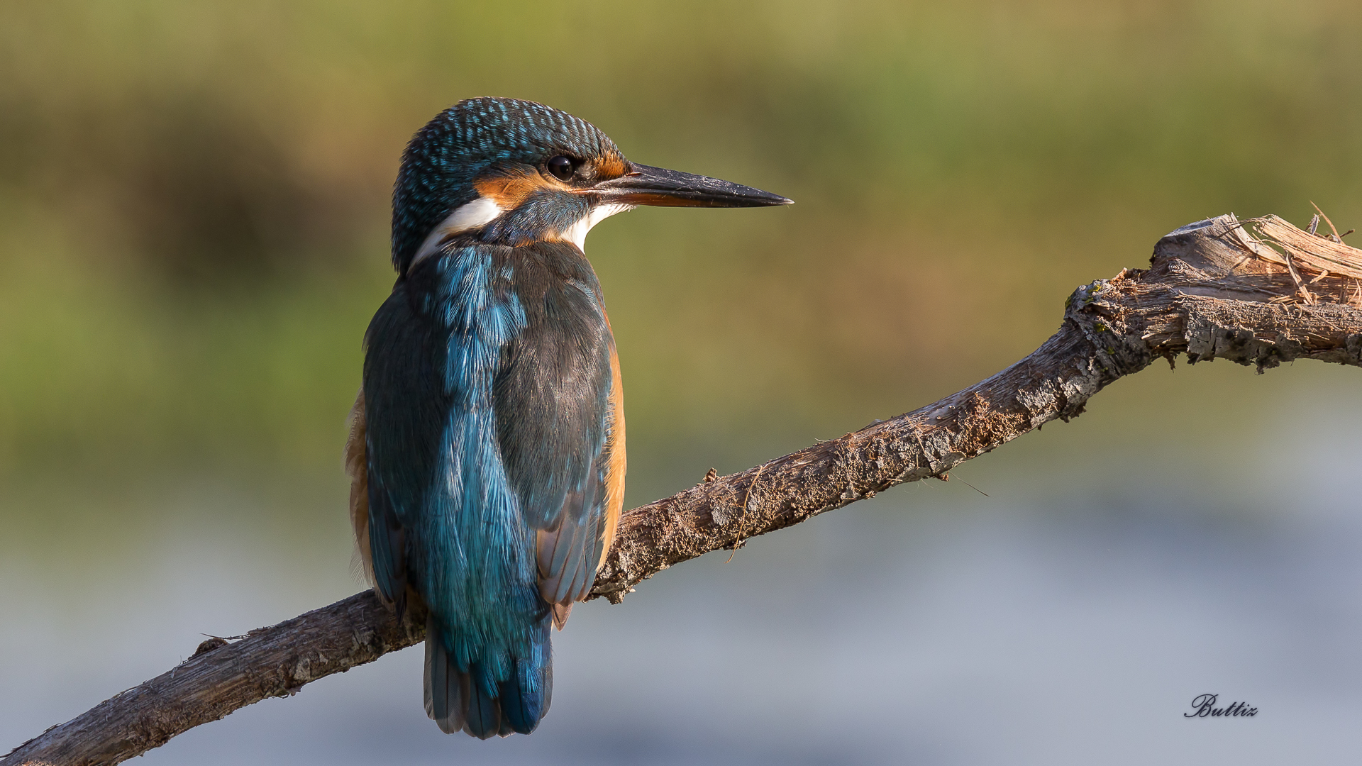 Kingfisher - Young Female...