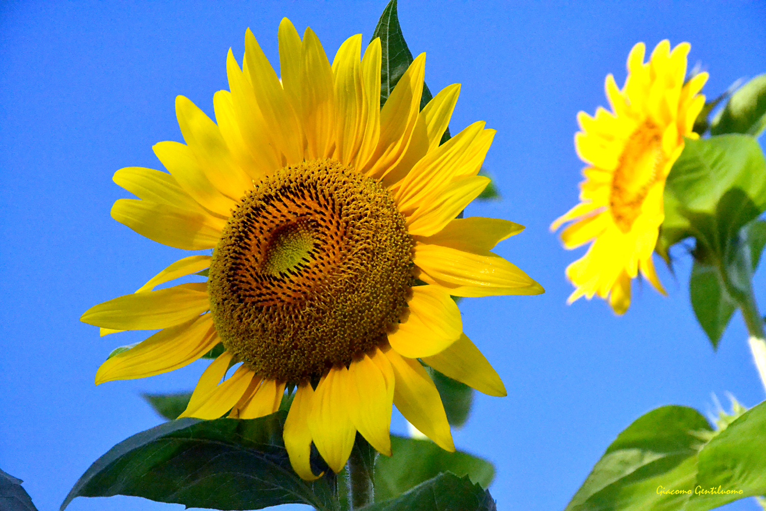 two sunflowers...