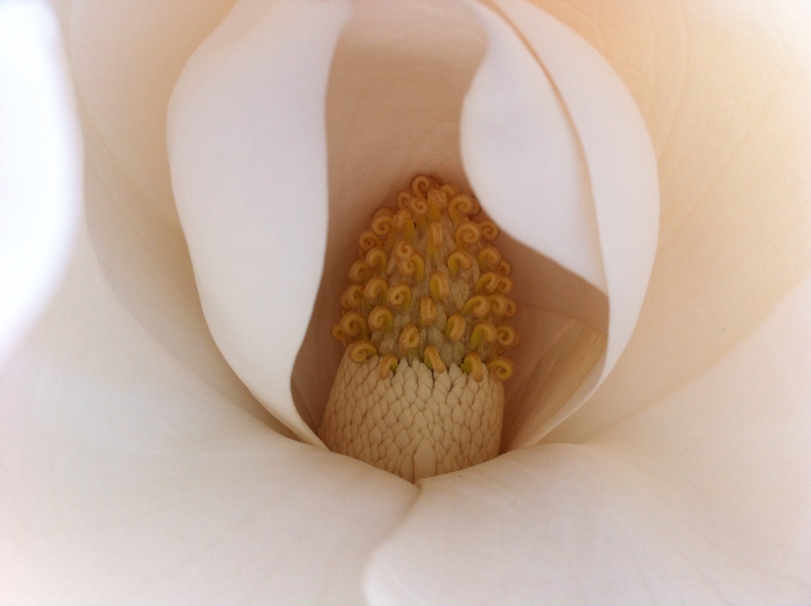 Heart of magnolia...