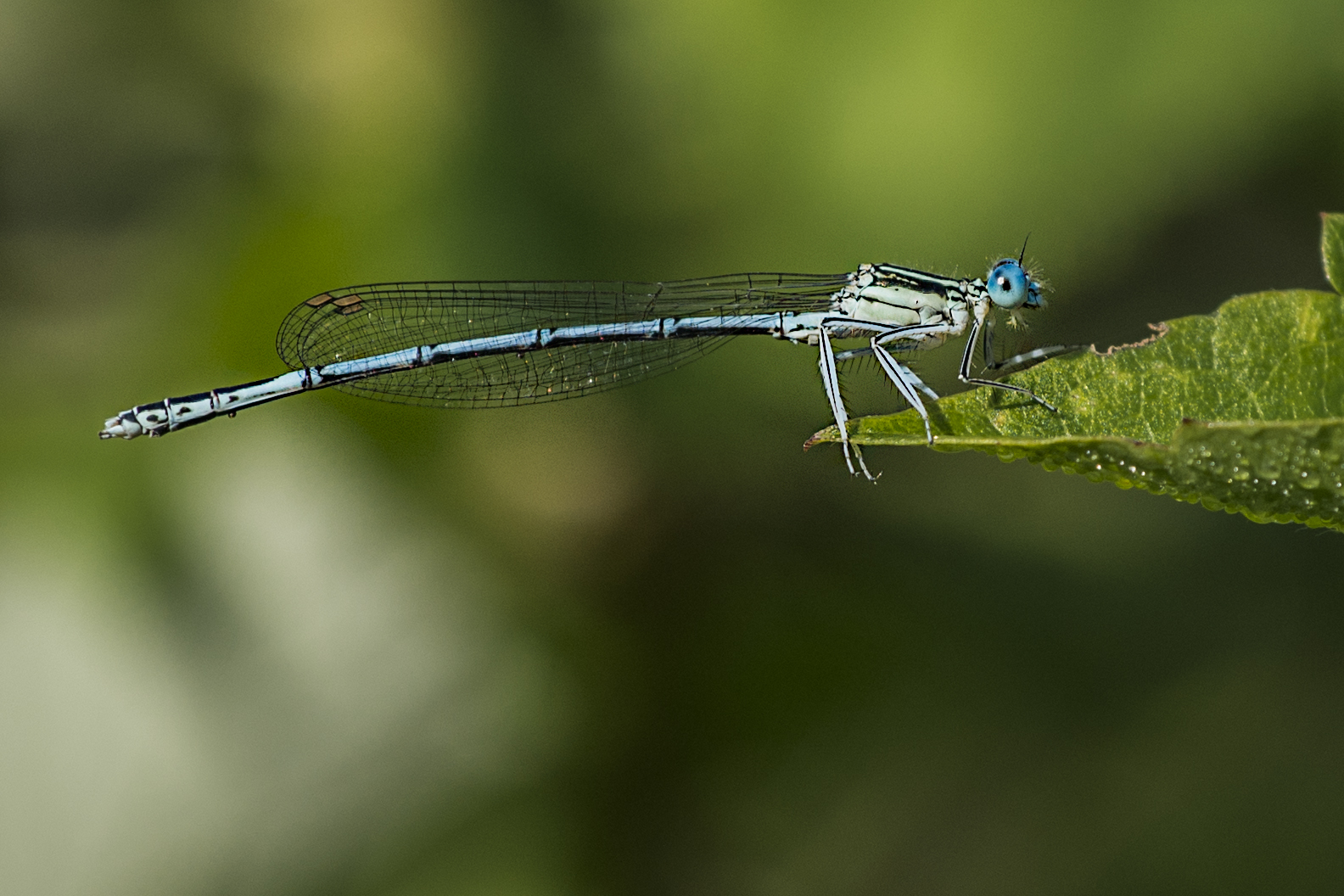 libellula...