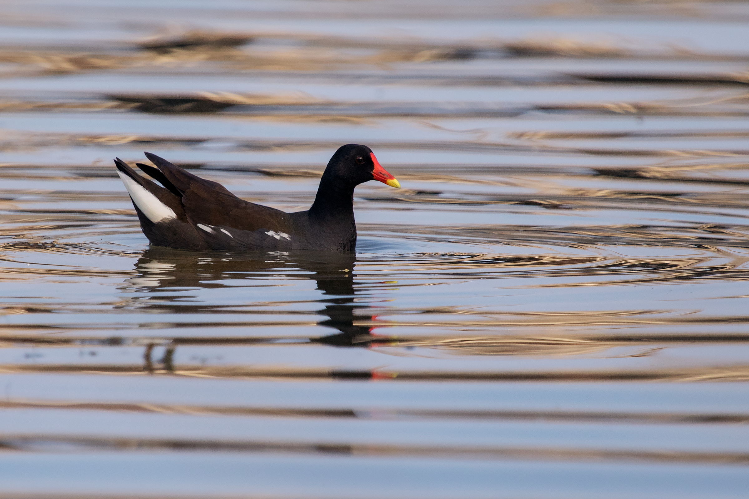 Hen On Water...