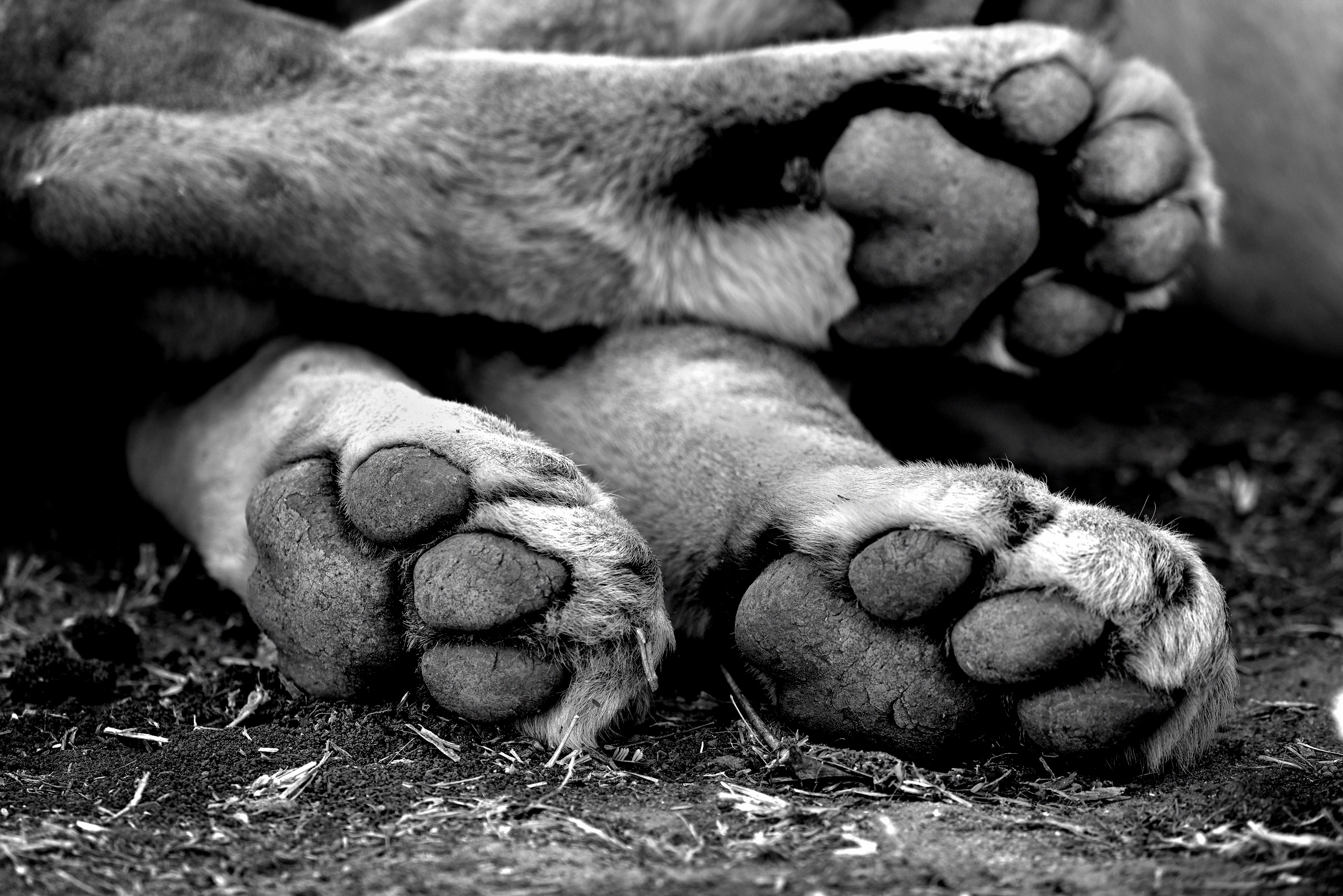 Zambia 2015 - Details...