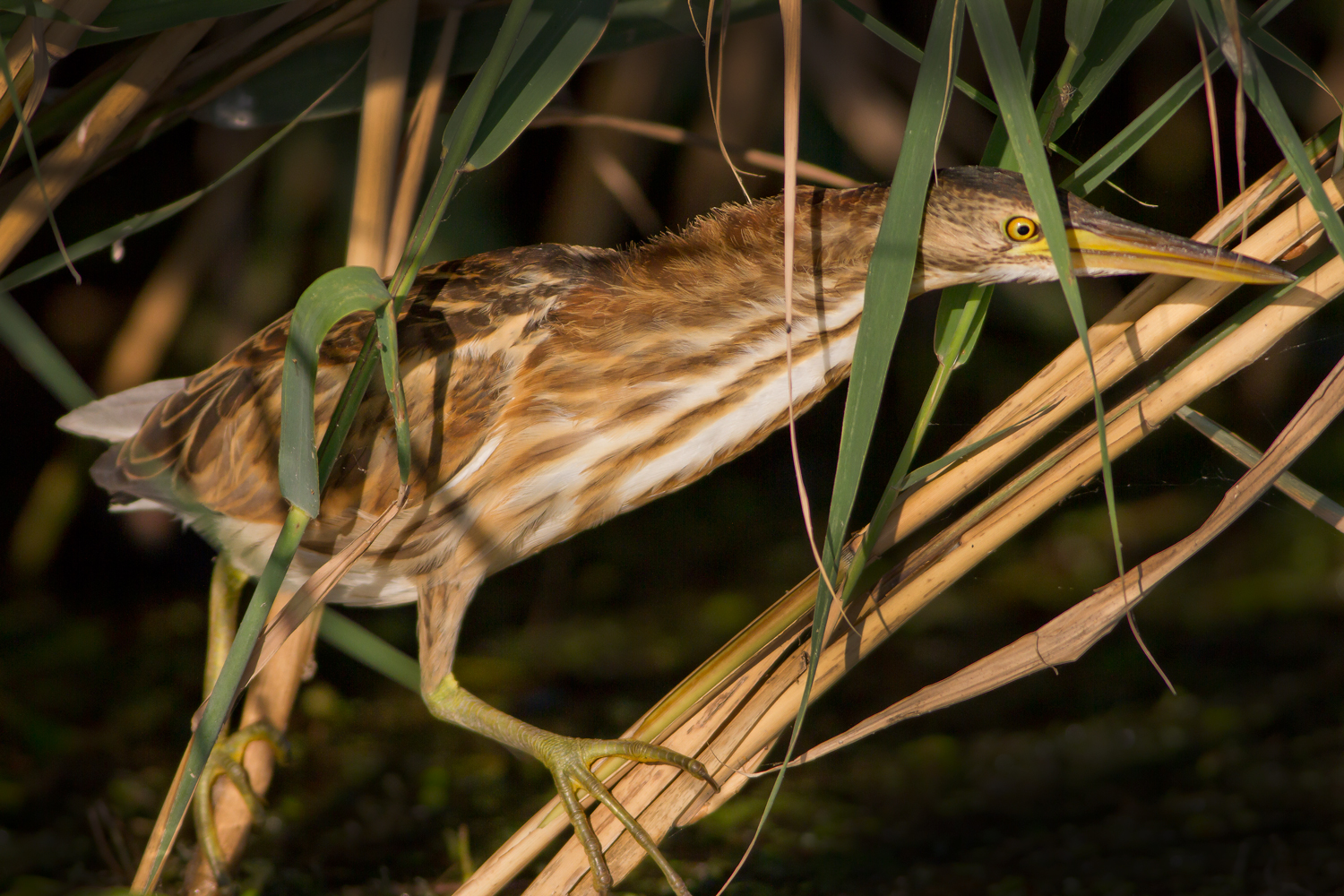Young Bittern...