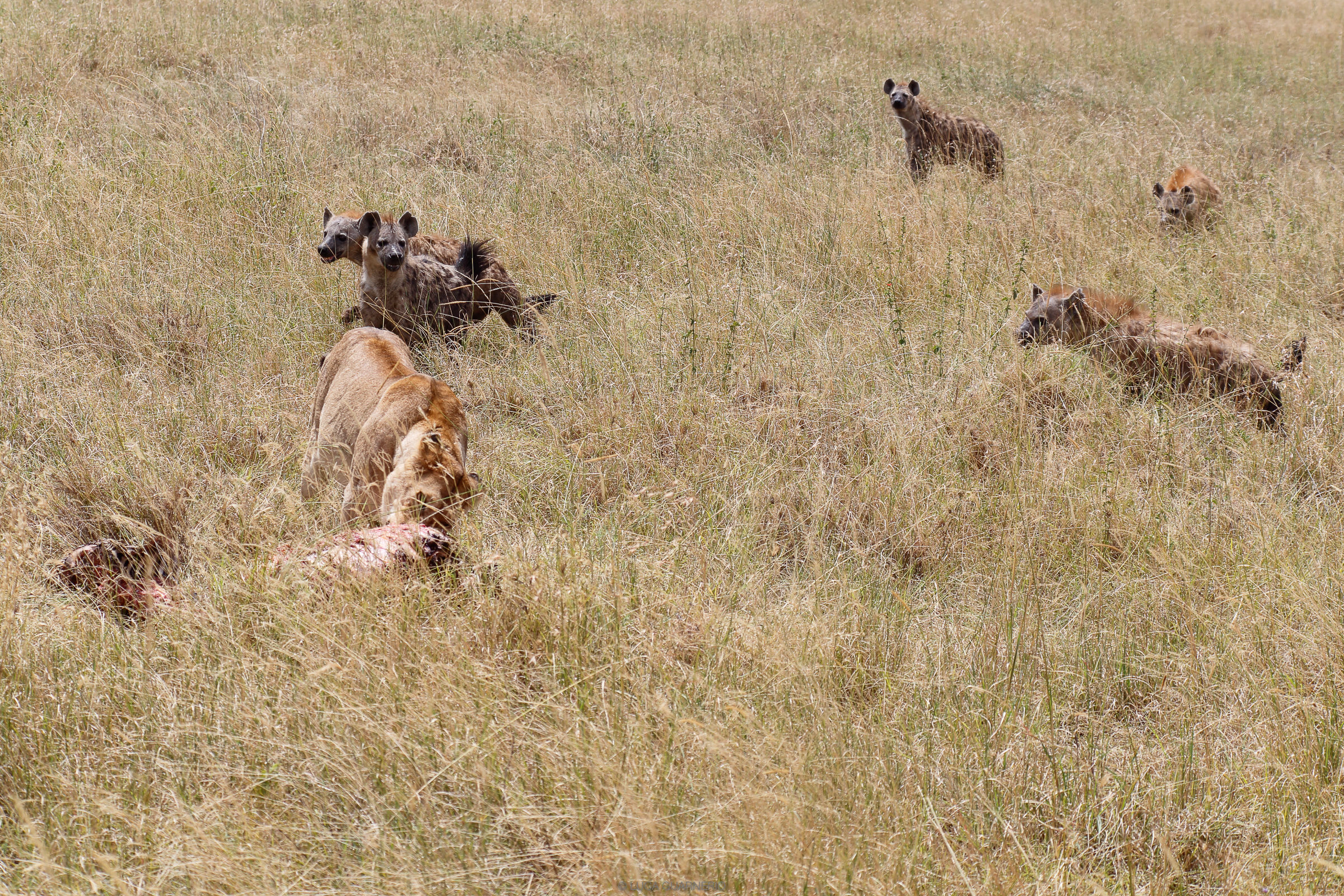 attack by hyenas...
