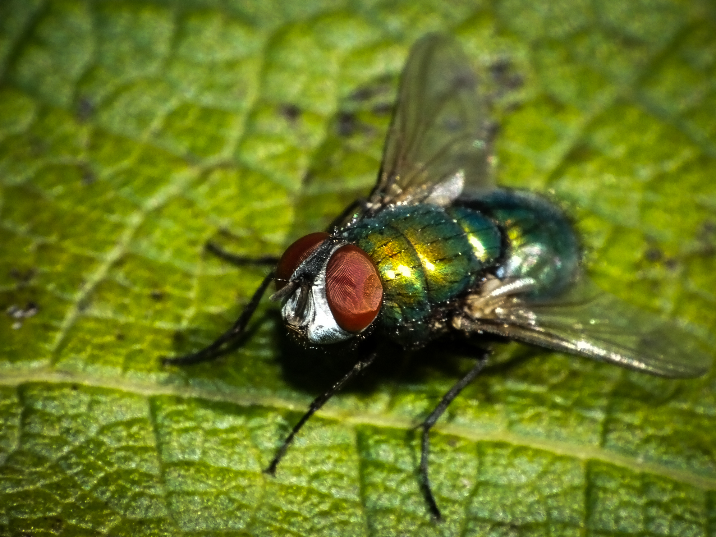 Common green bottle fly...