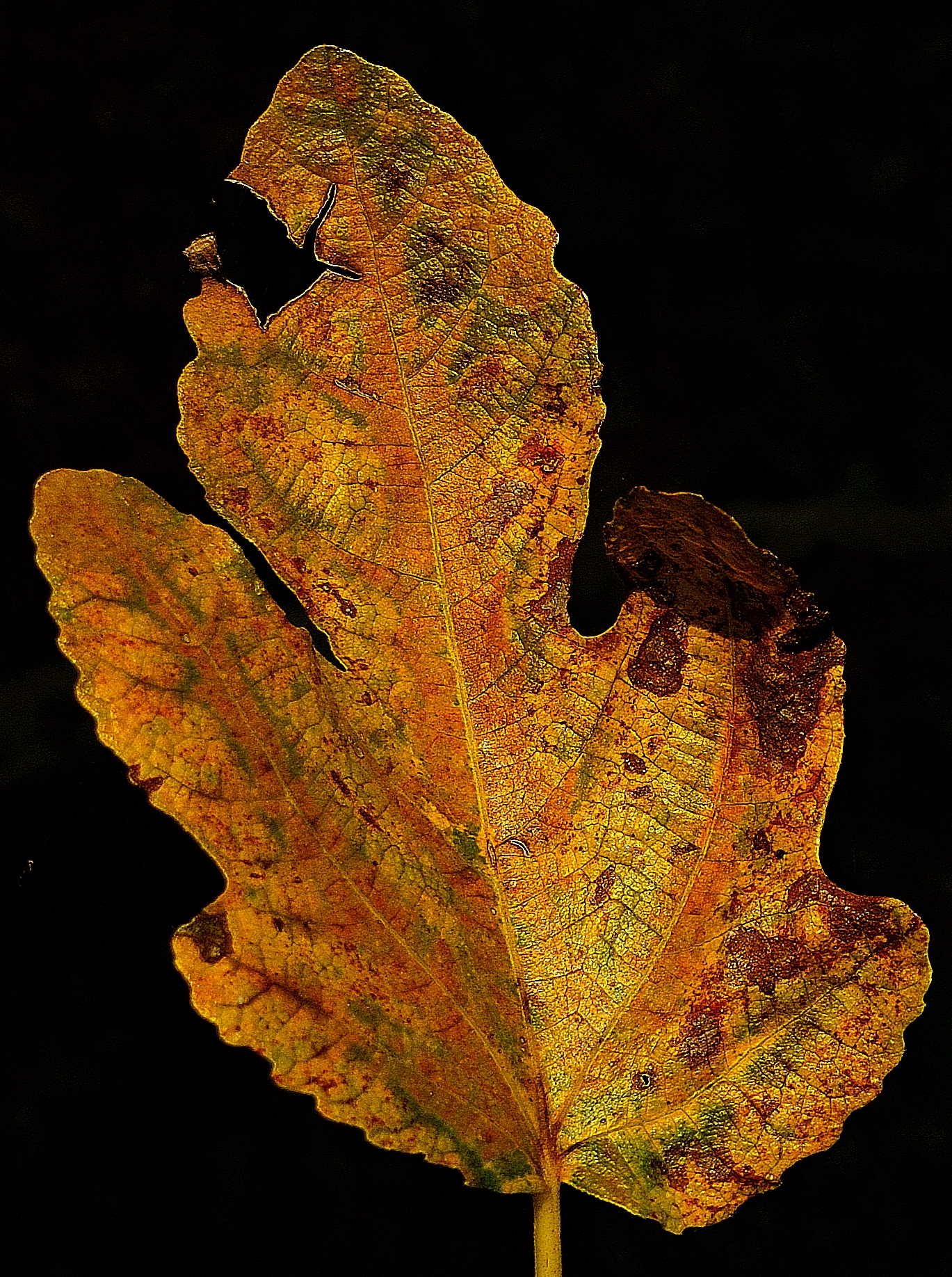 fig leaf...