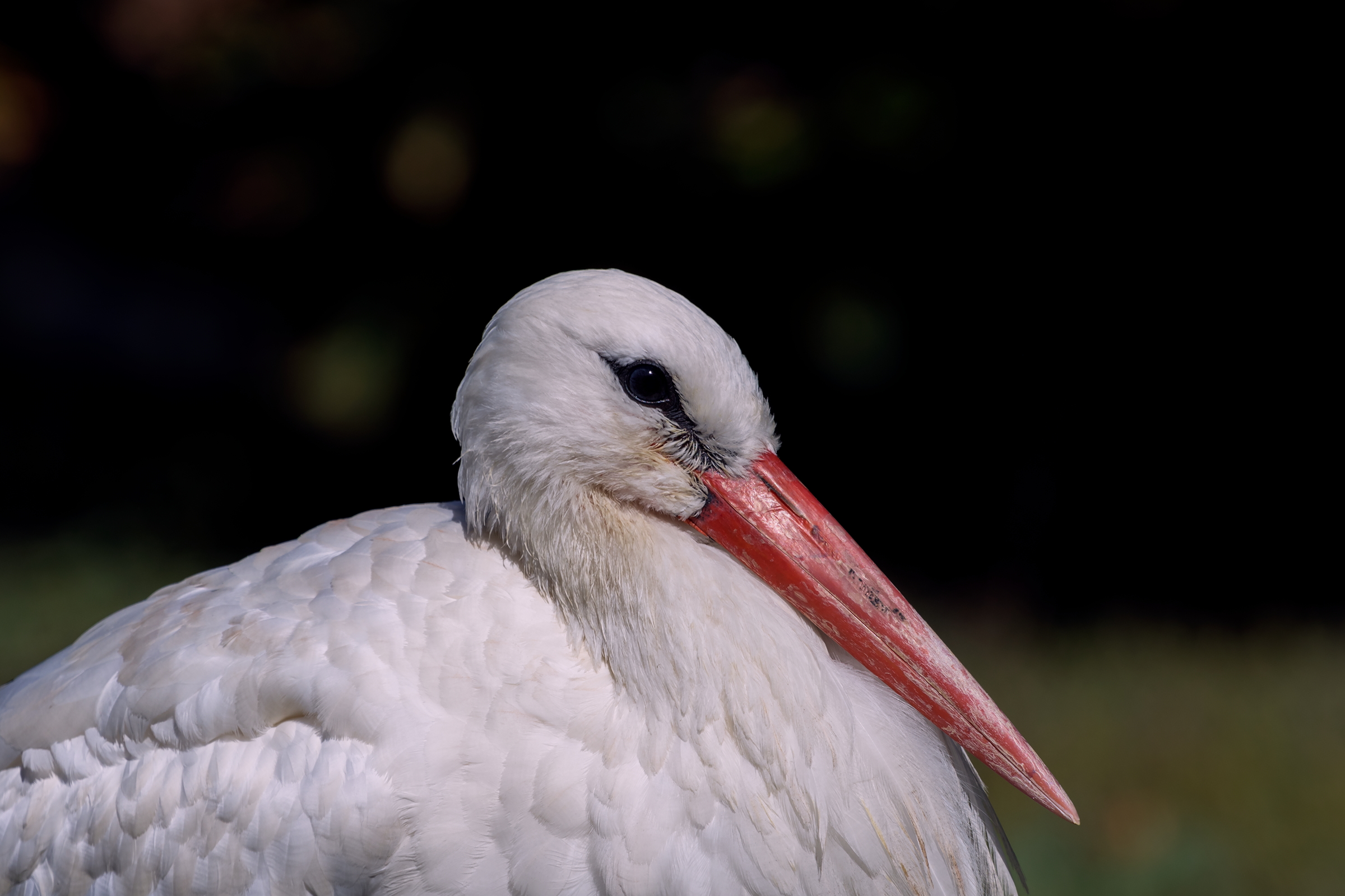 Portrait of White Stork...
