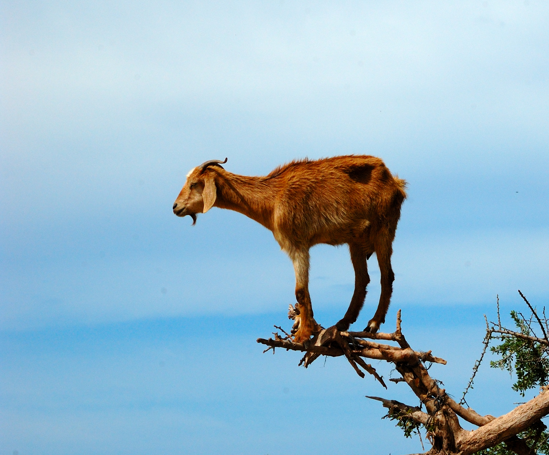 Goat on Argan tree...