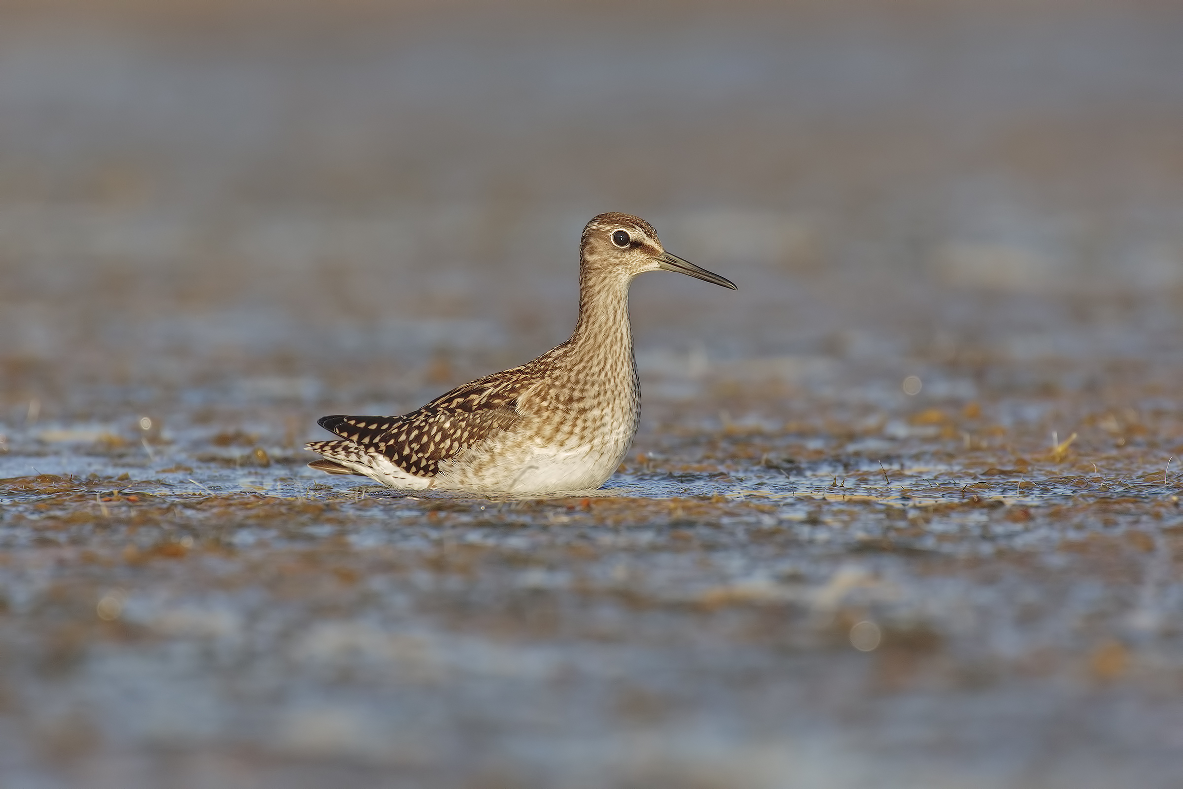 Wood Sandpiper...