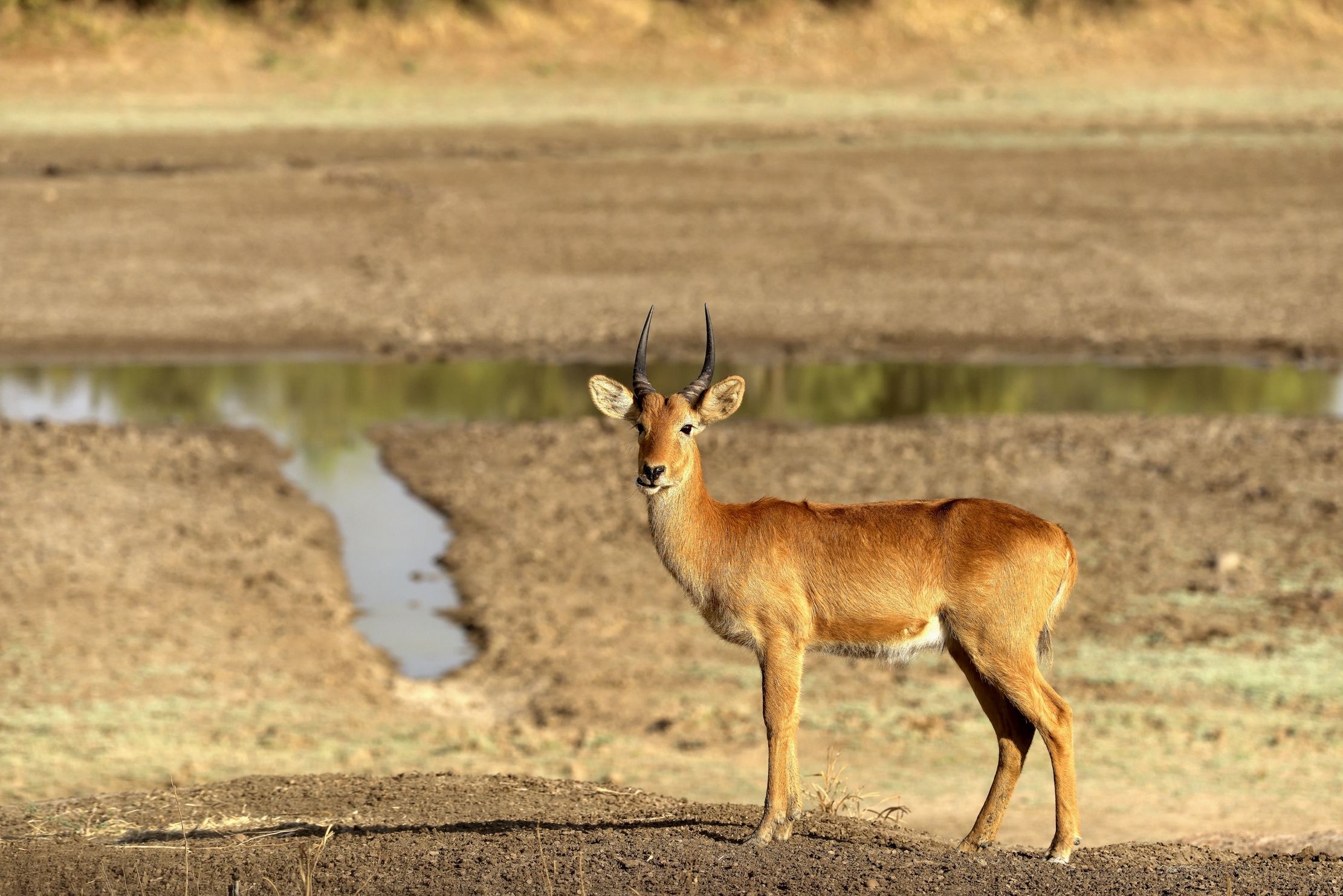 Zambia 2015 - Puku...