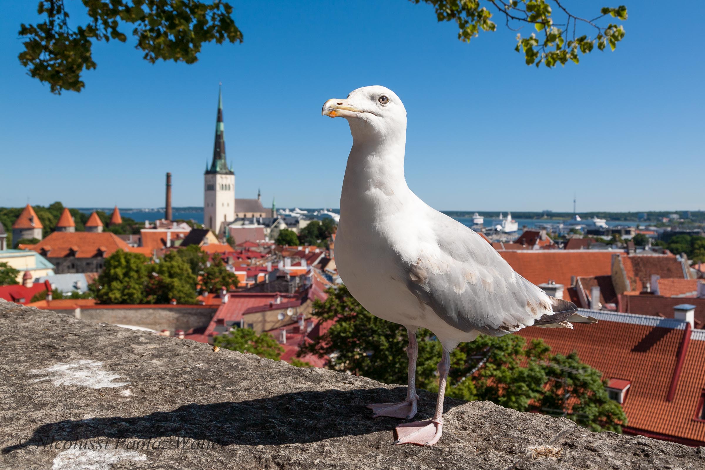 Seagull Estonia...