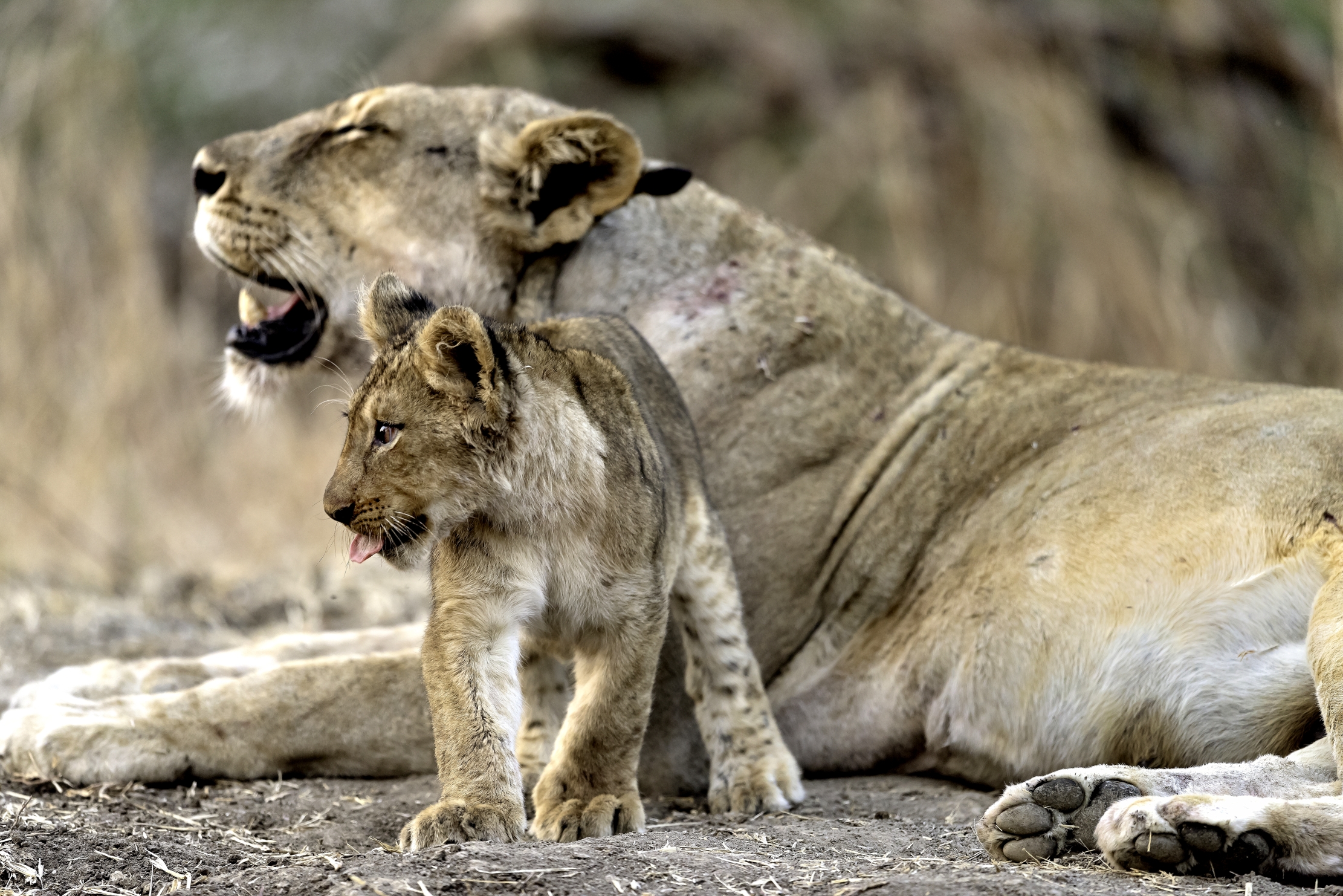 Zambia 2015 - Tab...