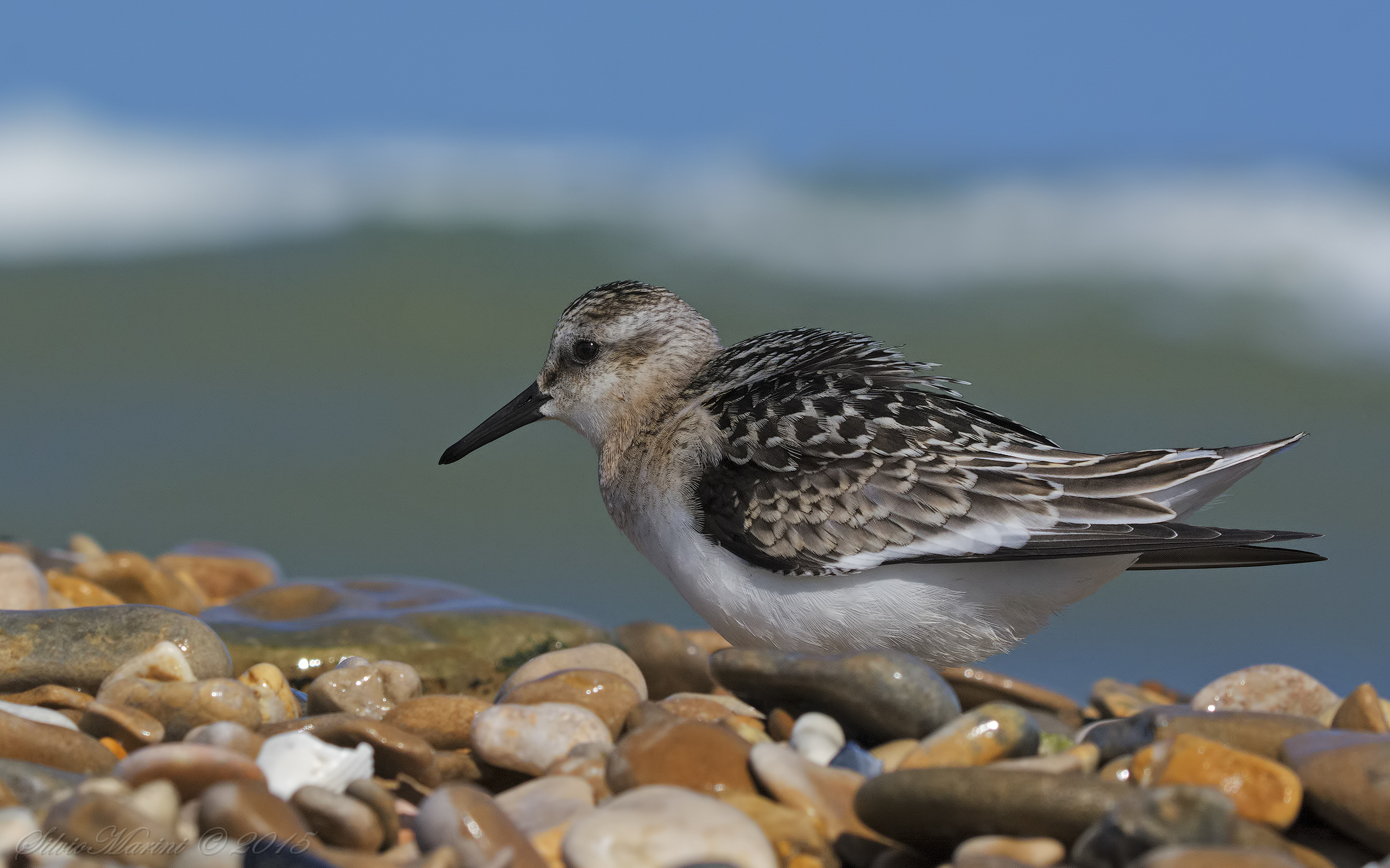 Sanderling (Calidris alba)...