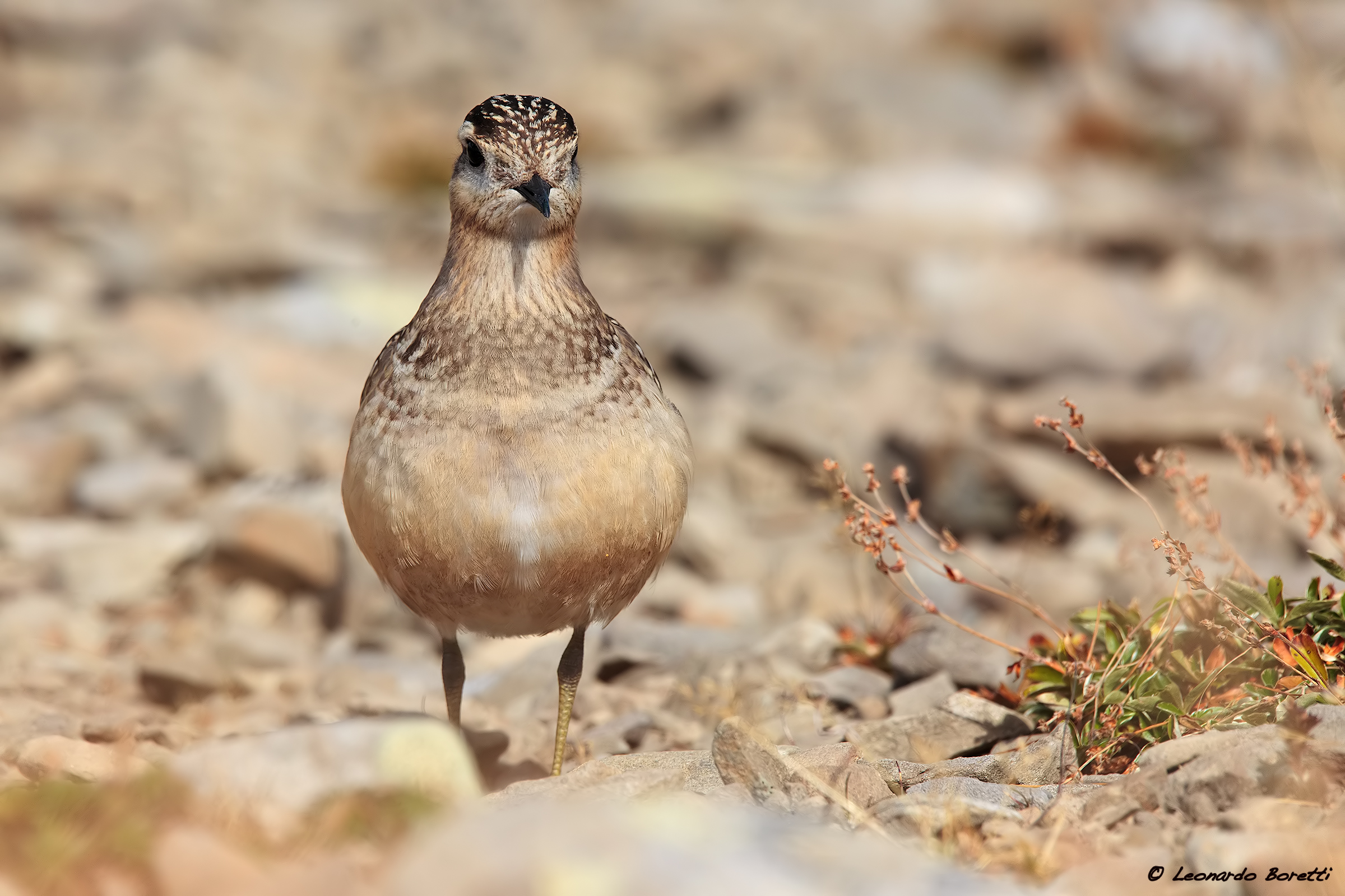 Dotterel...