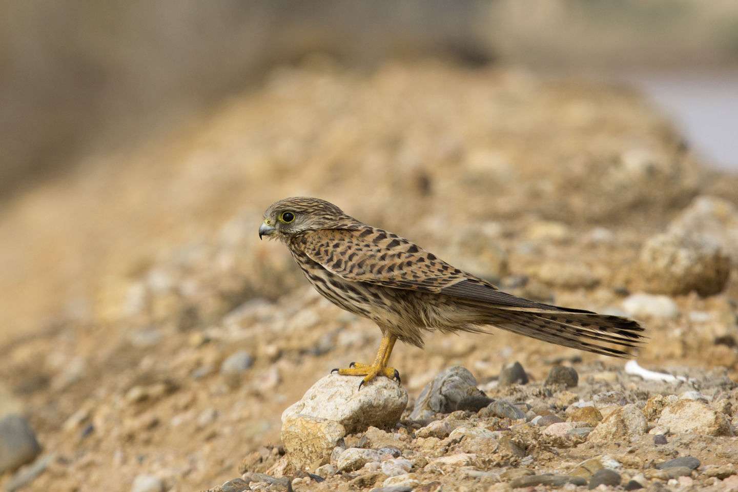 kestrels close close...