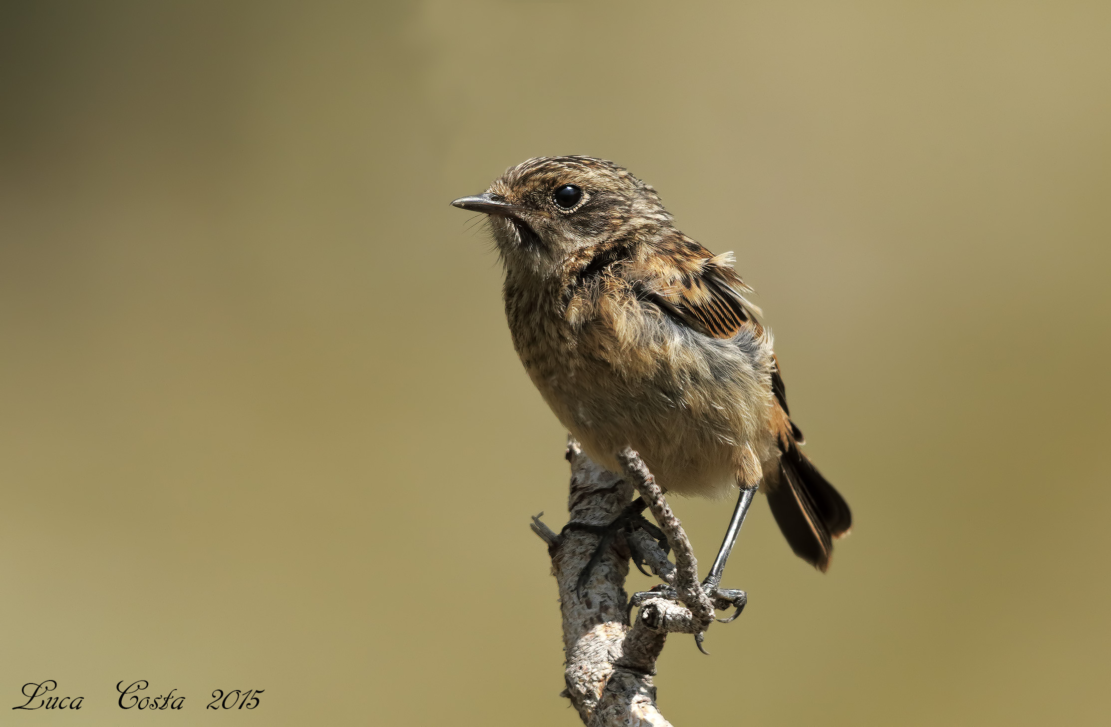 Young Stonechat...