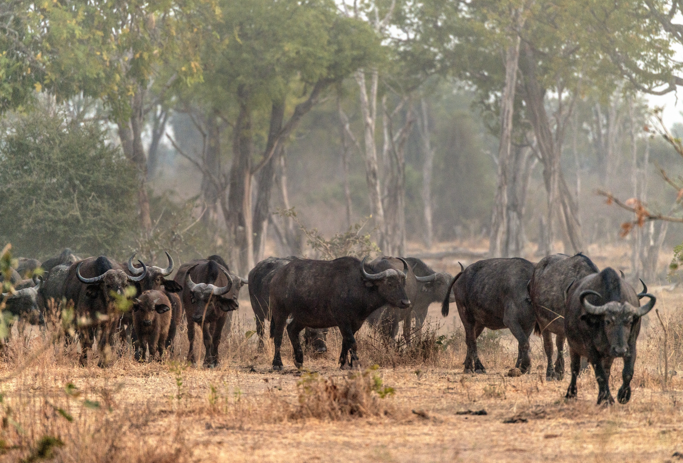 Zambia 2015 - At the earliest lights...